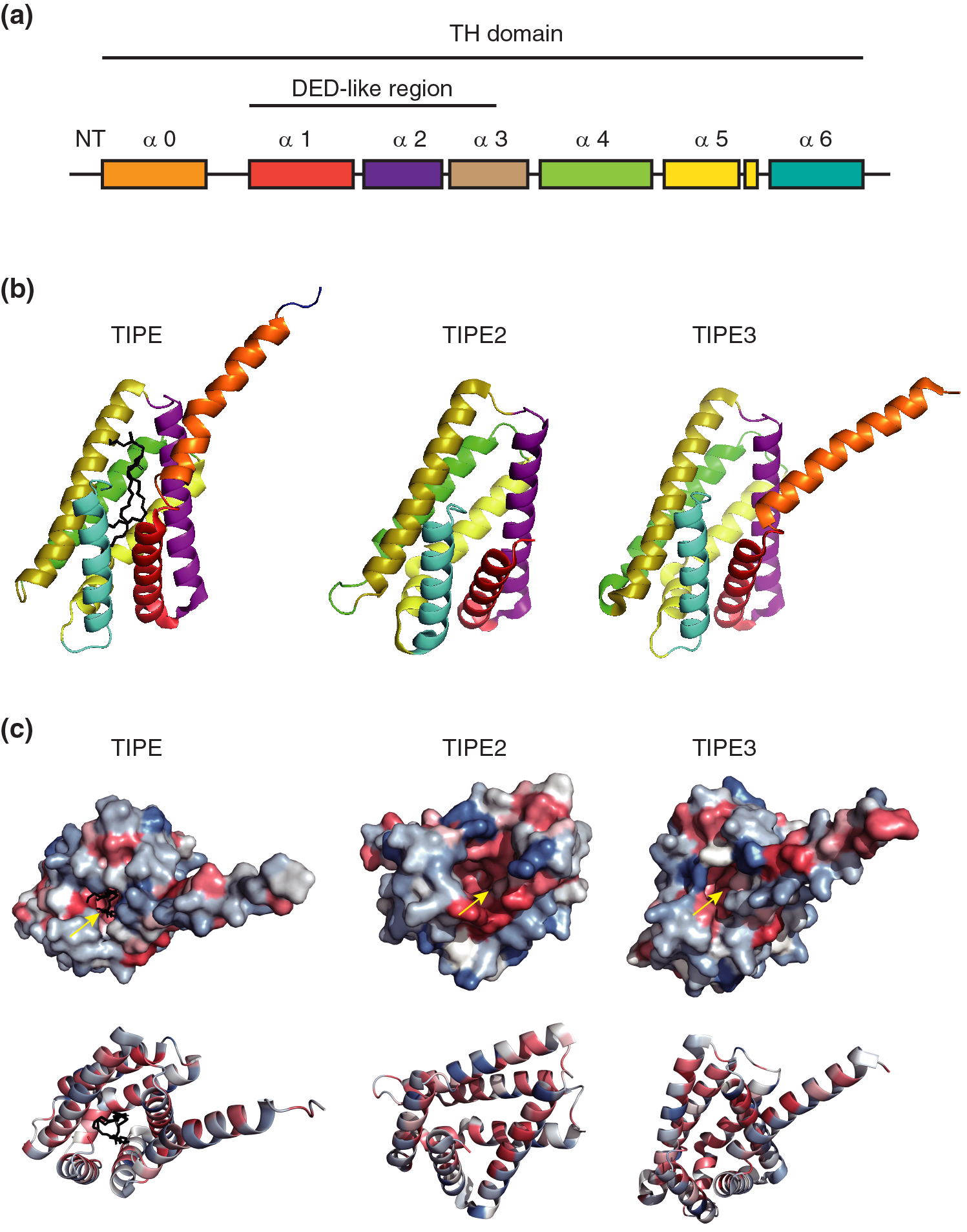 BIOCELL Free Full Text Structure Function And Mechanism Of The