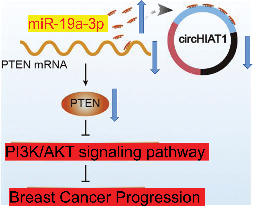 Biocell Free Full Text Mir A P Pten Axis Regulates The