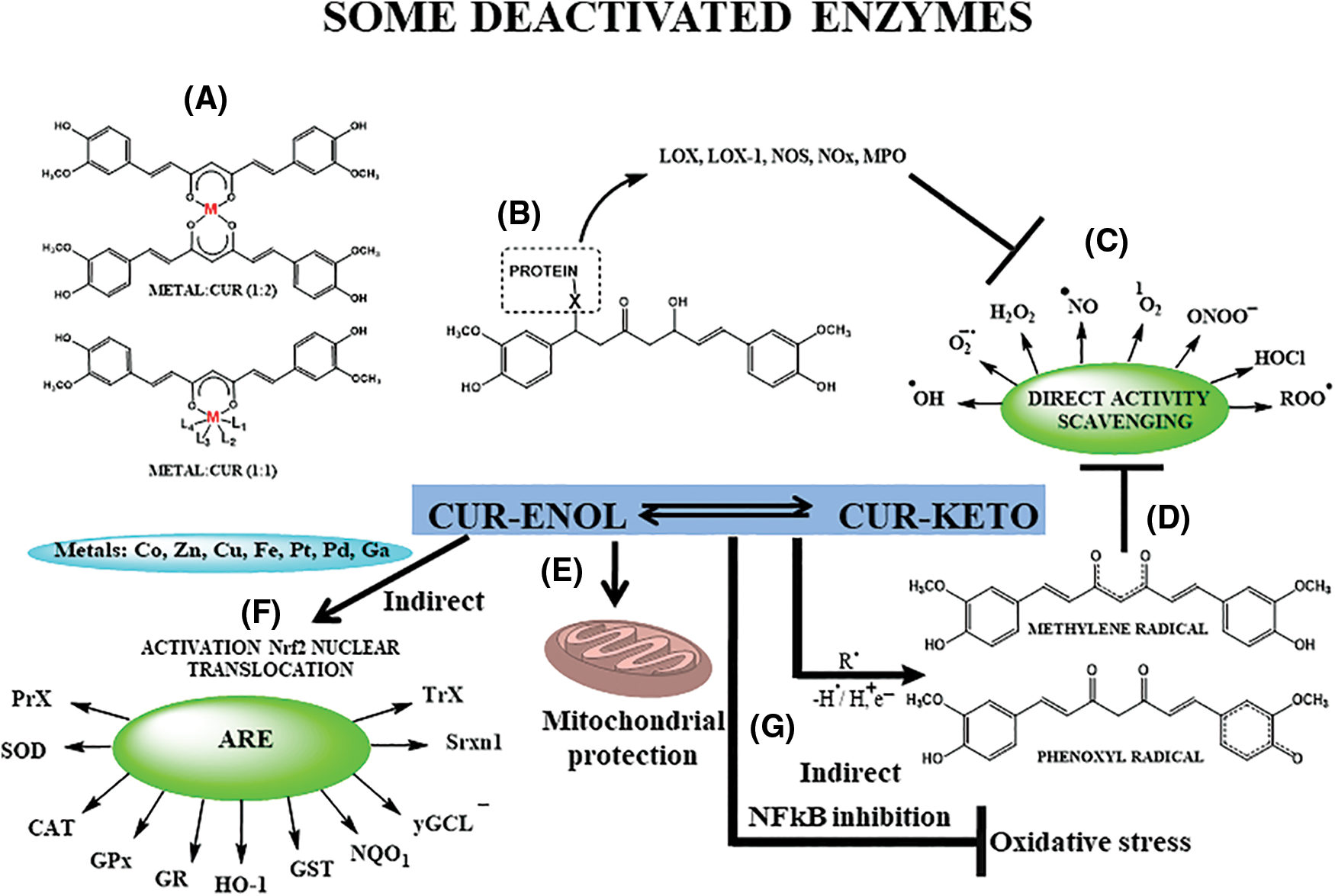 Biocell Free Full Text Curcumin In Inflammatory Bowel Diseases