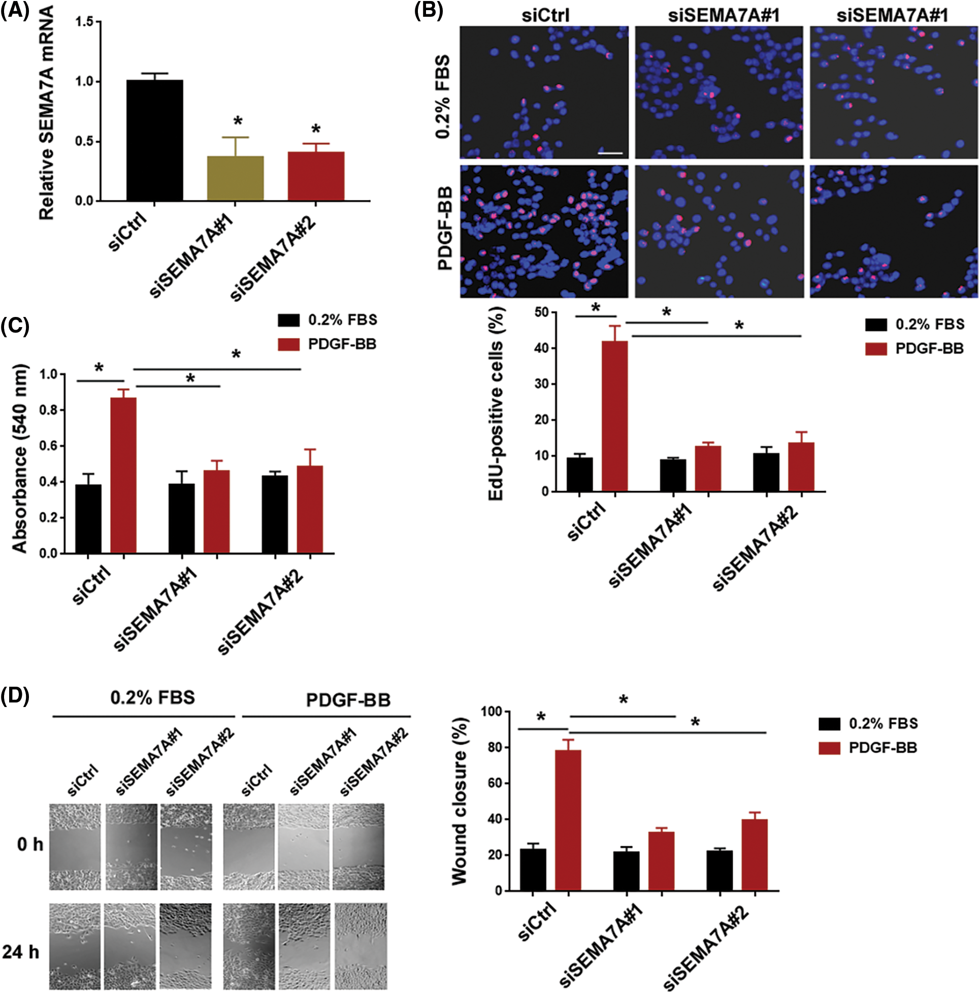 Biocell Free Full Text Semaphorin A Promotes Human Vascular Smooth