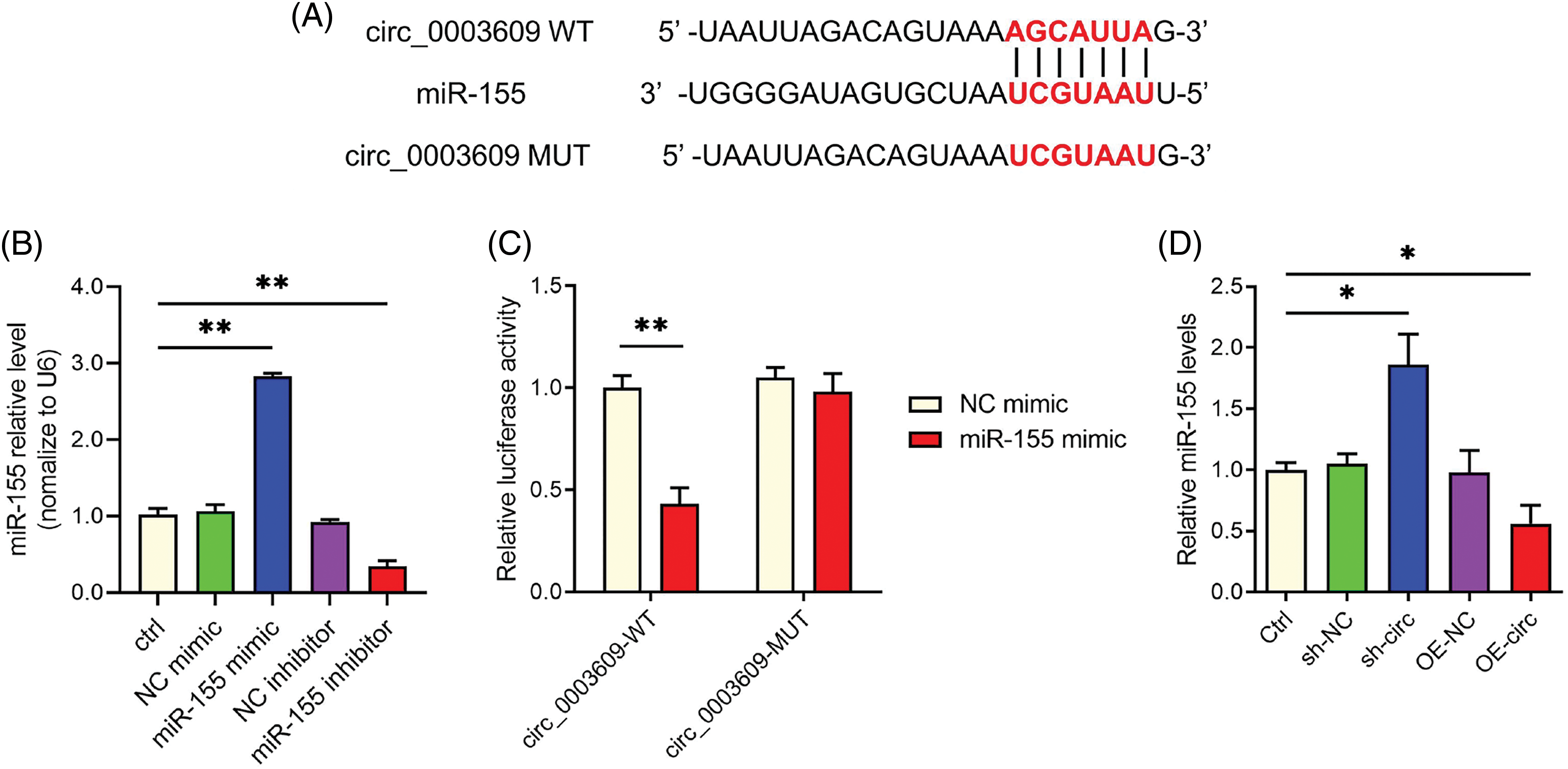 Biocell Free Full Text Circular Rna Circ Ameliorates