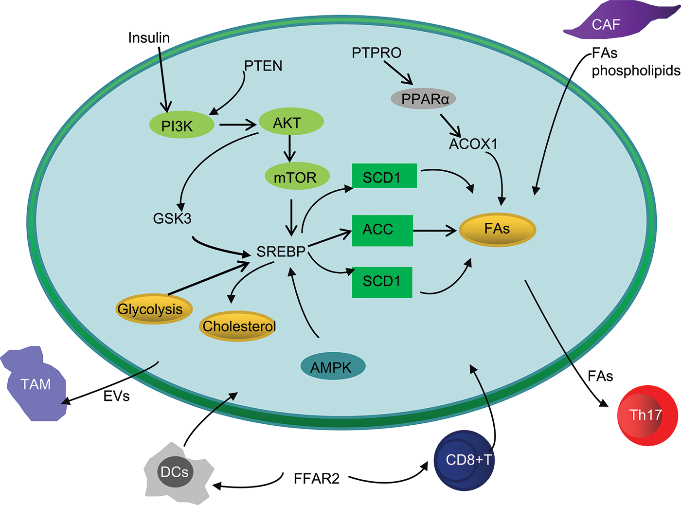 OR Free Full Text The Remodeling Roles Of Lipid Metabolism In