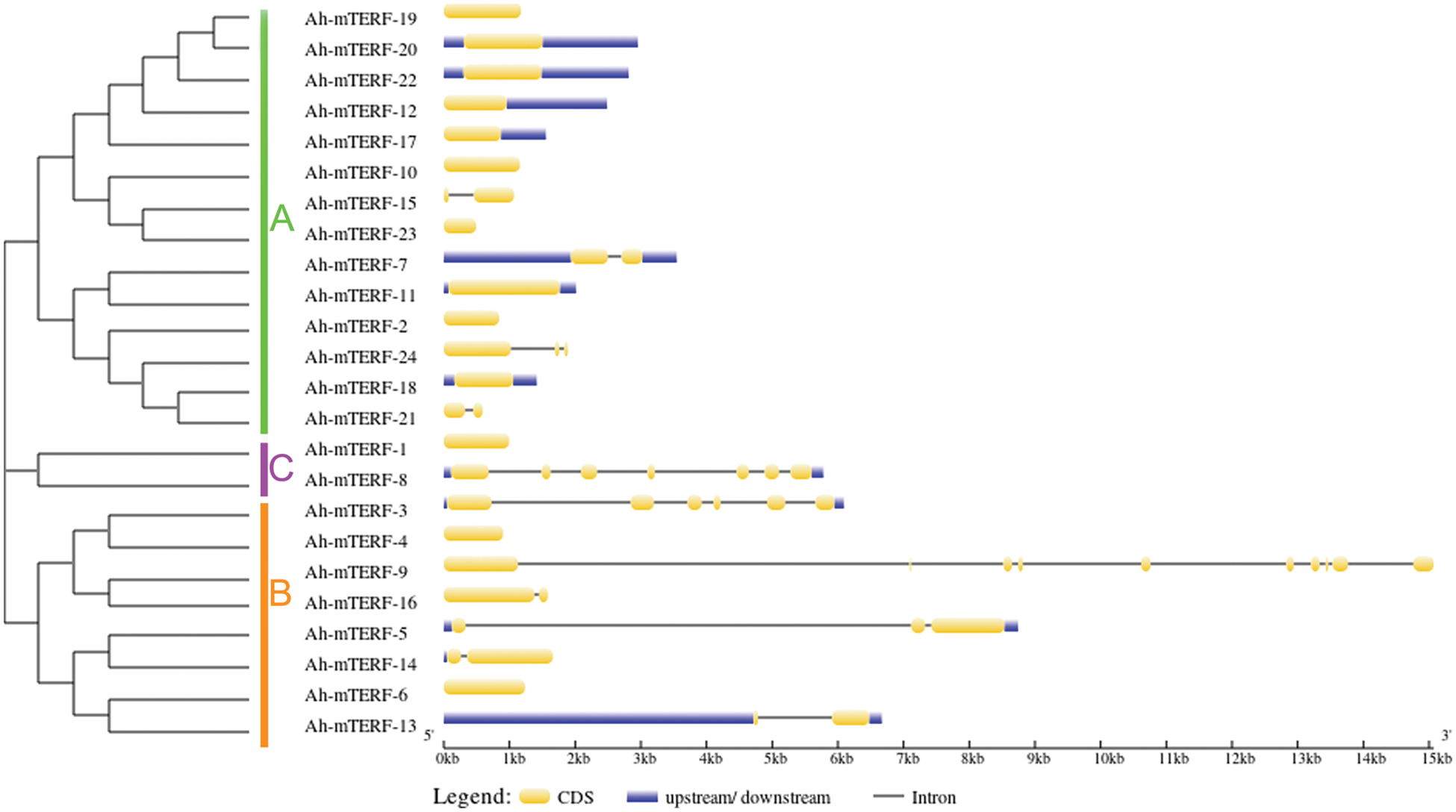 Phyton Free Full Text Genome Wide Identification And