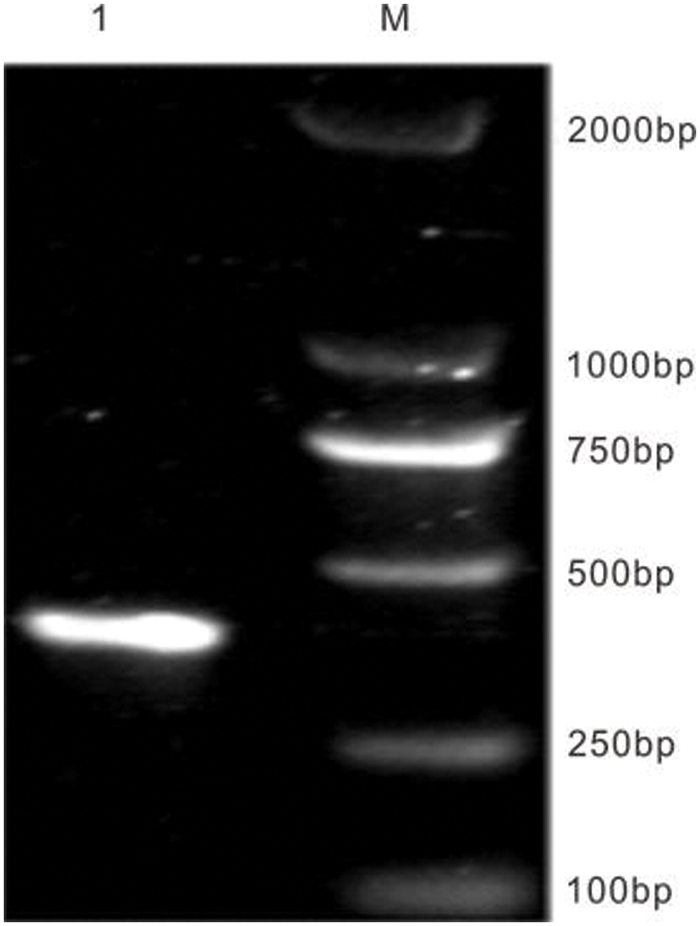 PHYTON Free Full Text Cloning And Function Identification Of A