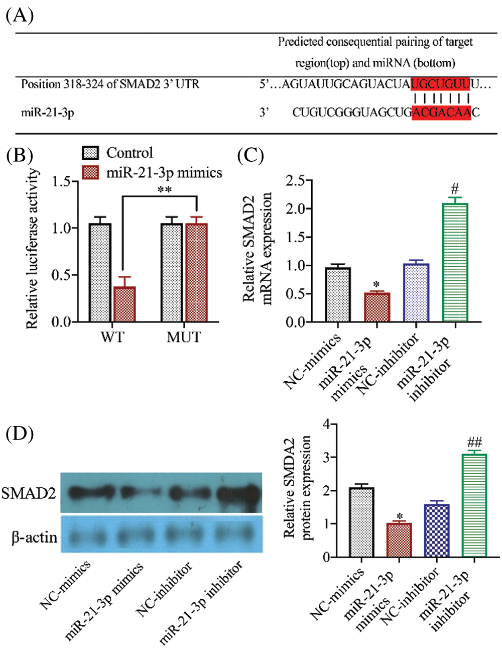 Mir P Alleviates Neuronal Apoptosis During Cerebral Ischemia