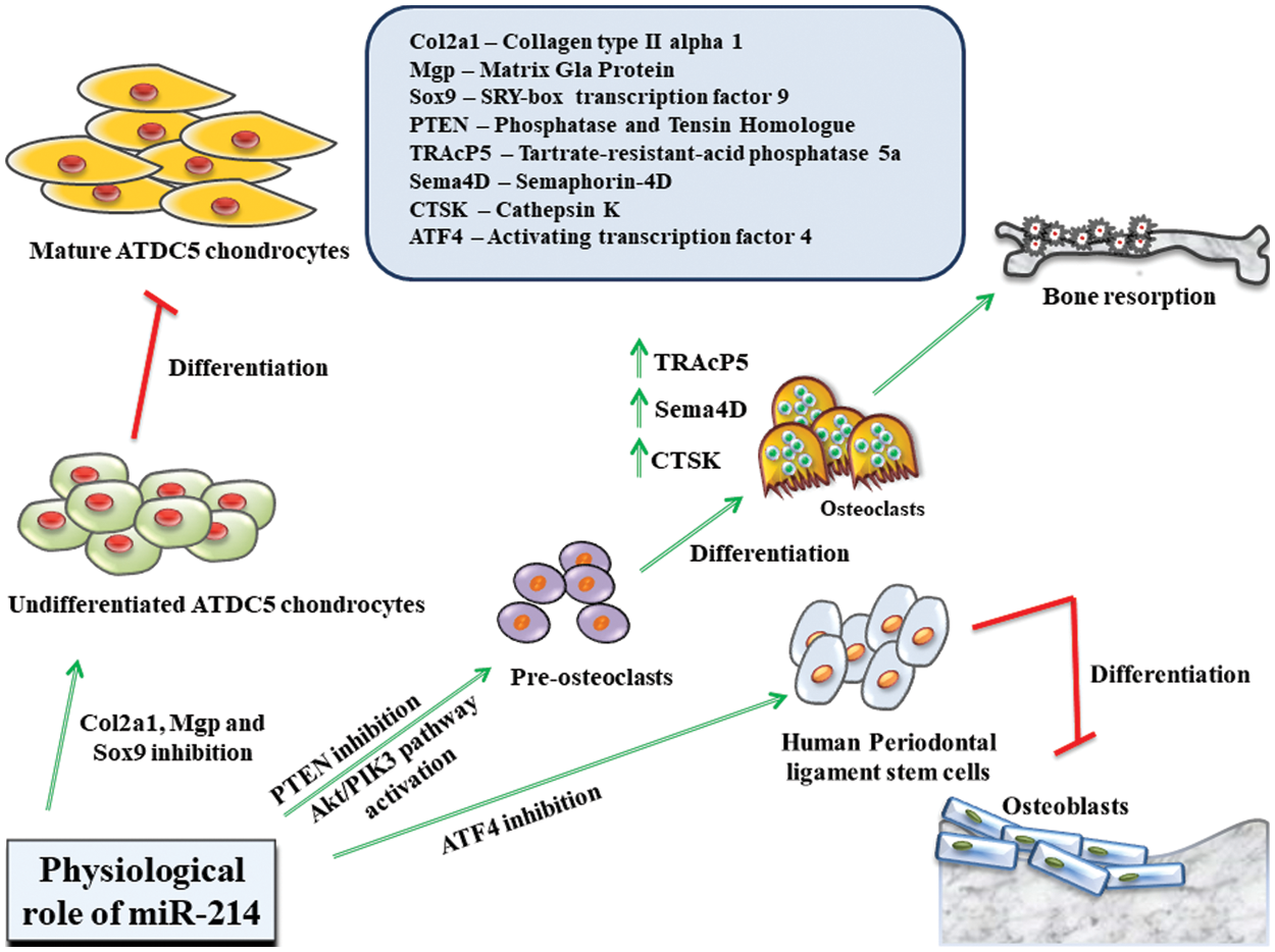 BIOCELL | Free Full-Text | Roles of miR-214 in bone physiology and disease