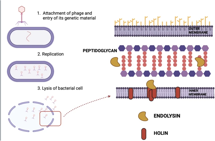 Staphylococcus aureus: a new mechanism involved in virulence and antibiotic  resistance - News from the Institut Pasteur