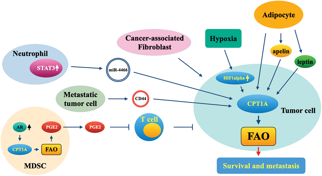 BIOCELL | Free Full-Text | CPT1A in cancer: Tumorigenic roles and ...