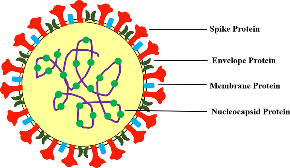 BIOCELL | Free Full-Text | Molecular basis of COVID-19, ARDS and COVID ...