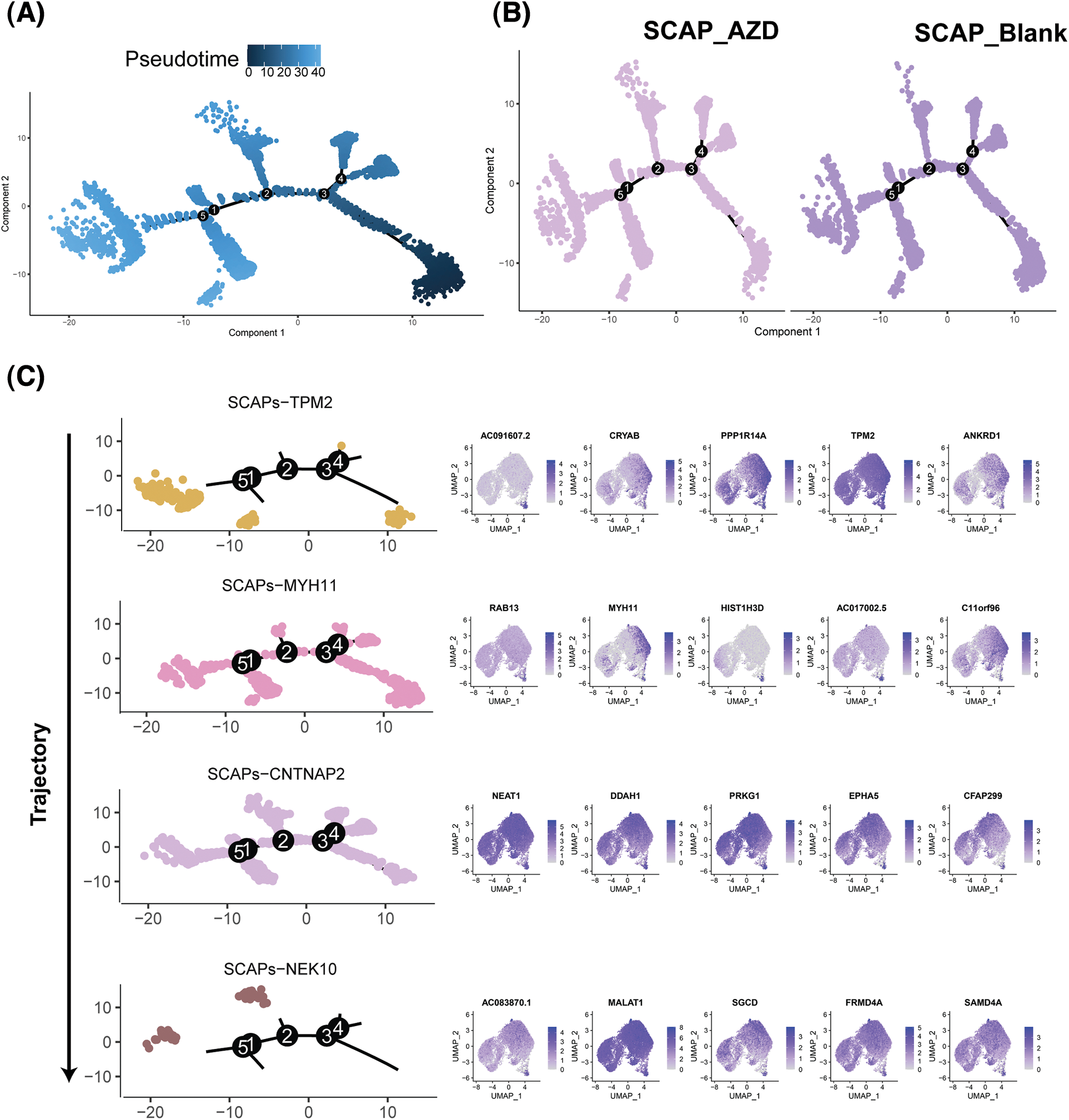 BIOCELL | Free Full-Text | Single-cell Sequencing Analysis Reveals The ...