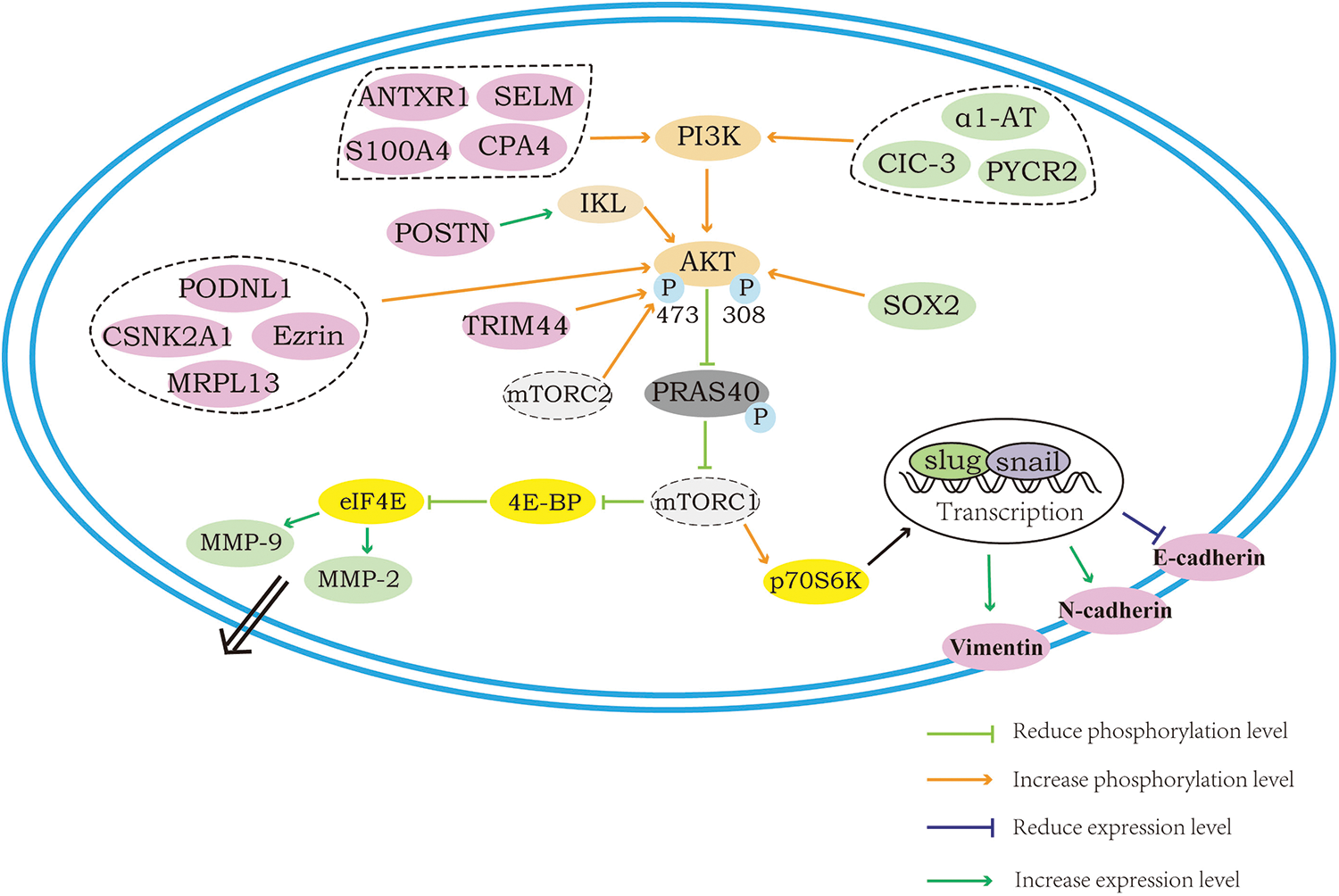 BIOCELL | Free Full-Text | How Is The AKT/mTOR Pathway Involved In Cell ...