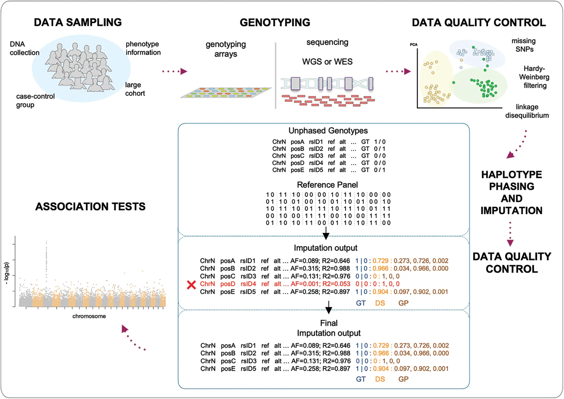 BIOCELL | Free Full-Text | A broad overview of genotype imputation ...