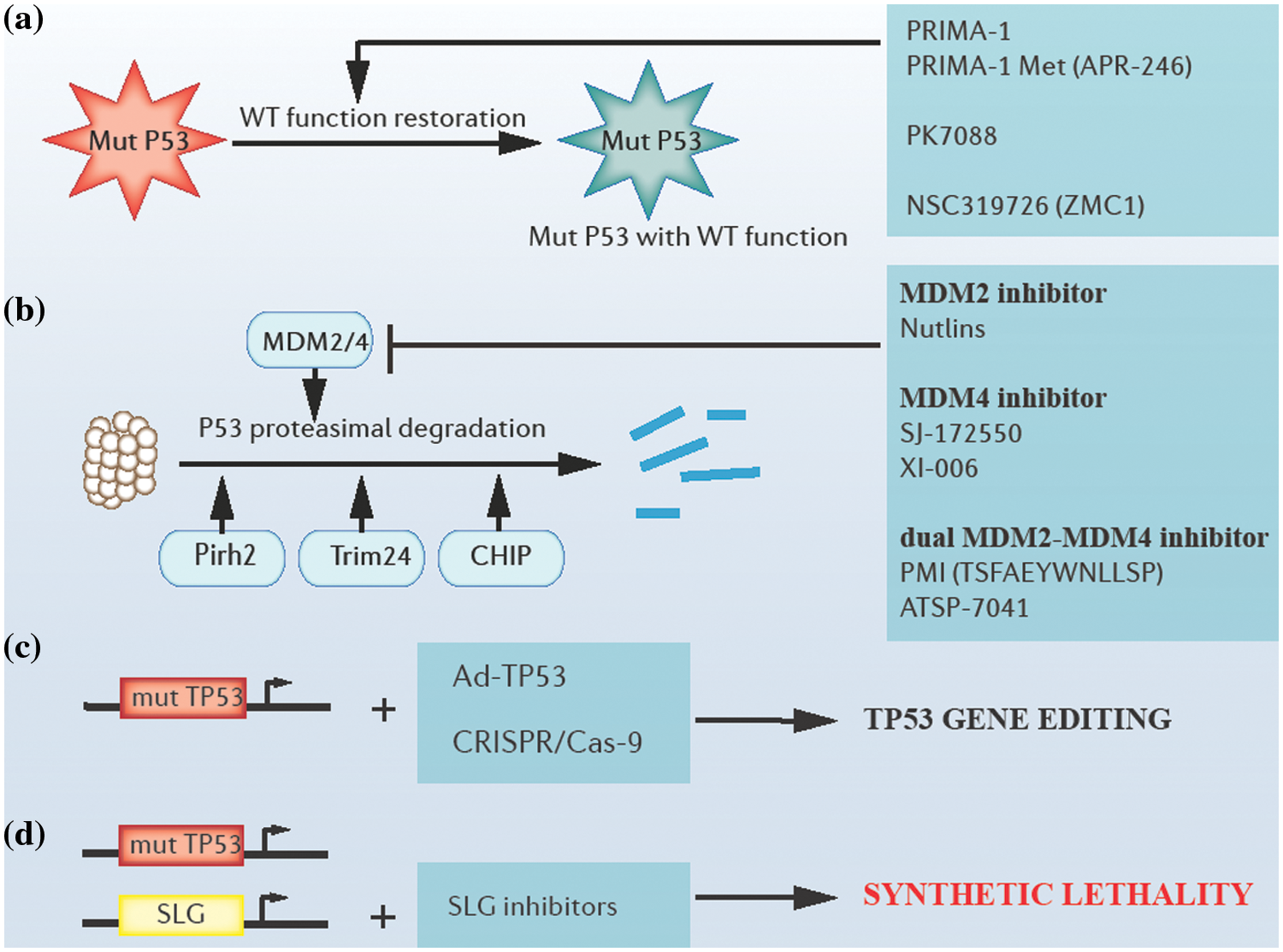 BIOCELL | Free Full-Text | Targeting The “undruggable” Cancer Driver ...