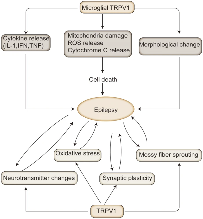 PDF] Biochemical pharmacology of the vanilloid receptor TRPV1. An update.