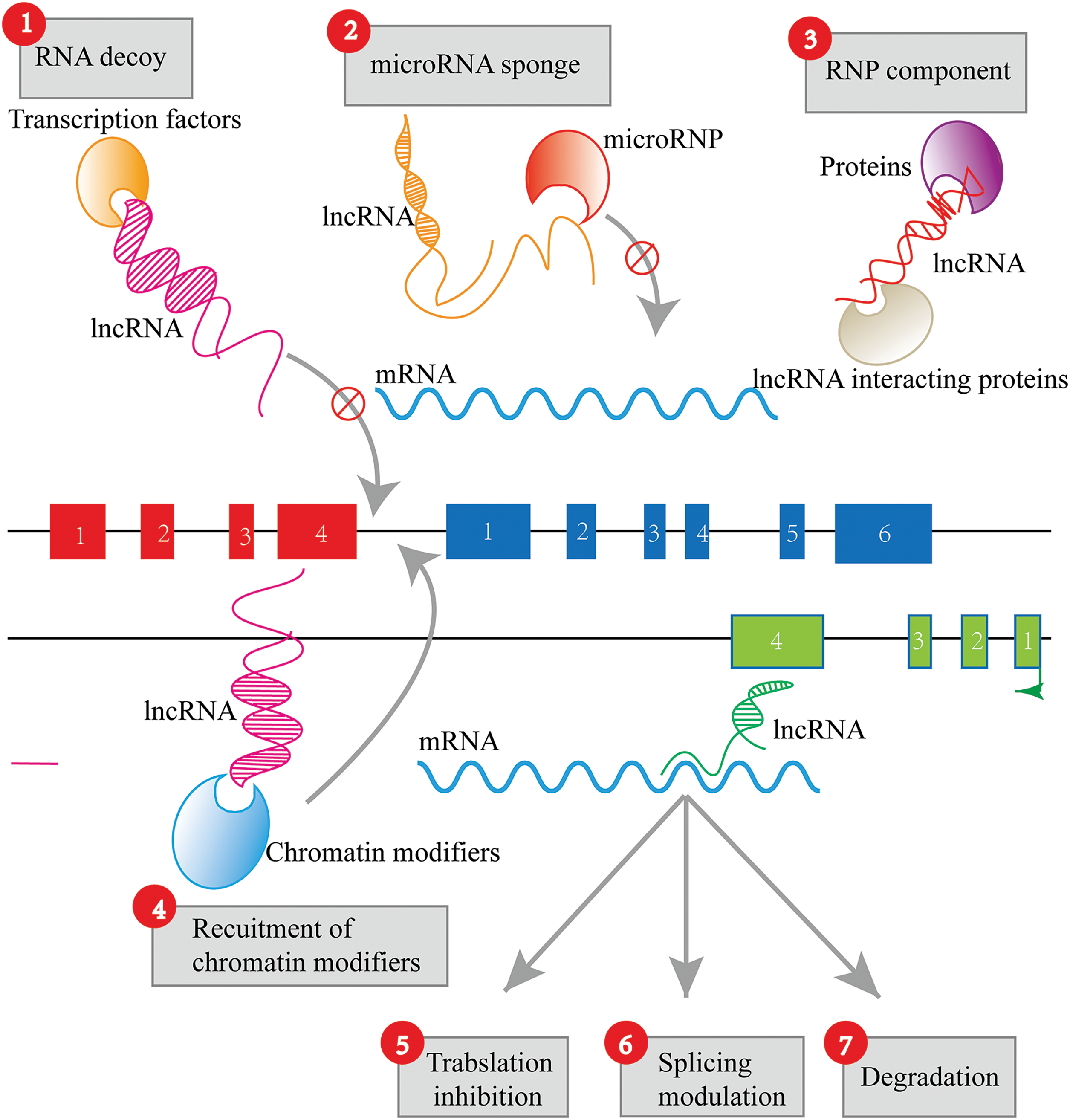 BIOCELL | Free Full-Text | LncRNAs unraveling their sponge role in ...