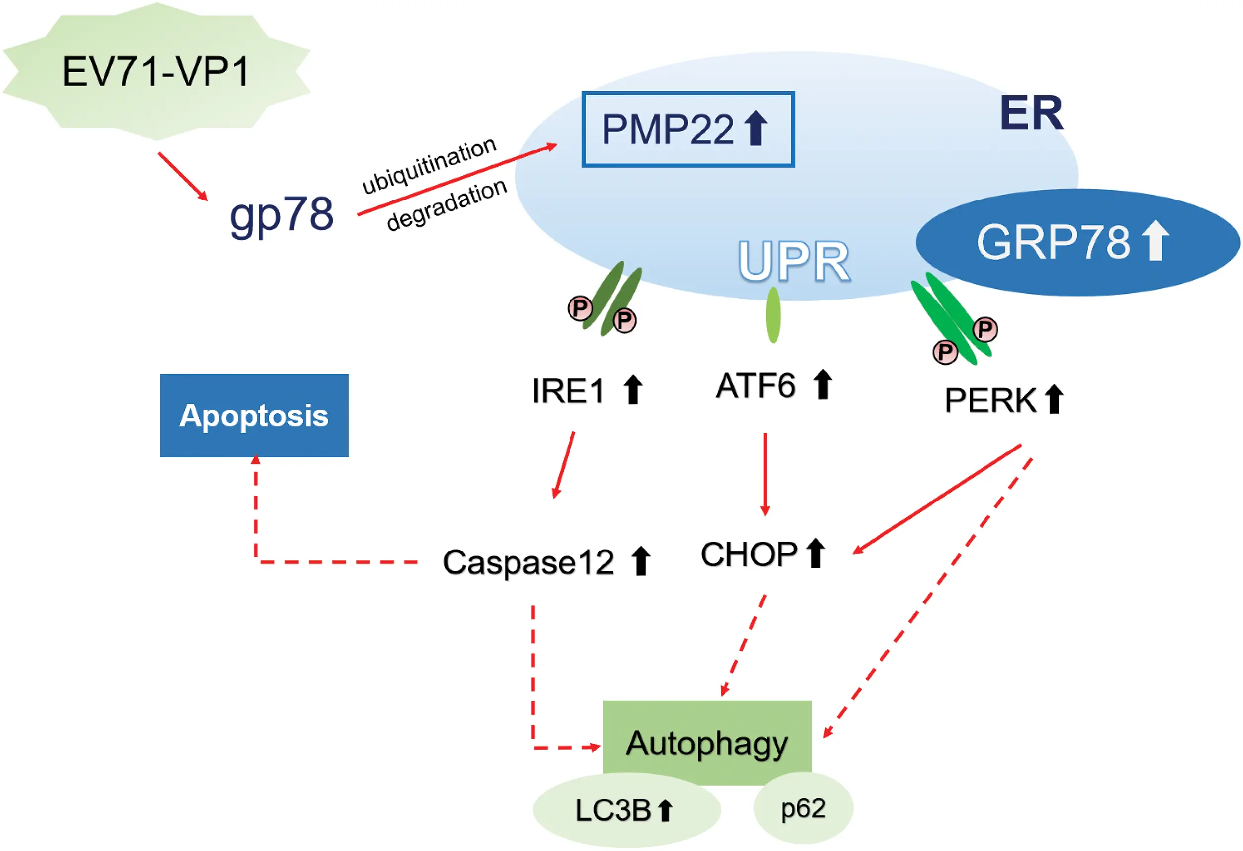 BIOCELL | Free Full-Text | Gp78 regulates PMP22 and causes ER stress ...