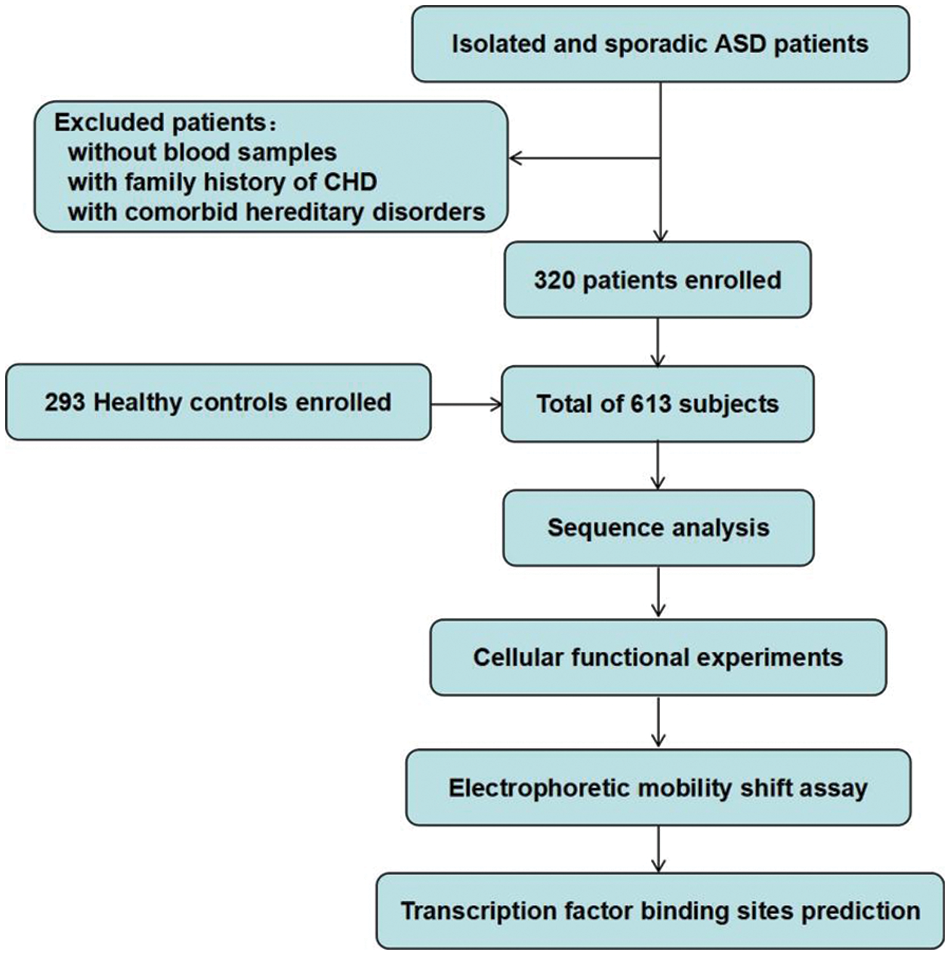 CHD | Free Full-Text | Genetic Analysis of Variants of the MYH6 Gene ...