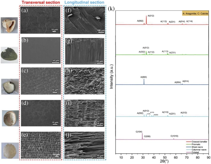 Study of the microstructure and mechanical properties of white