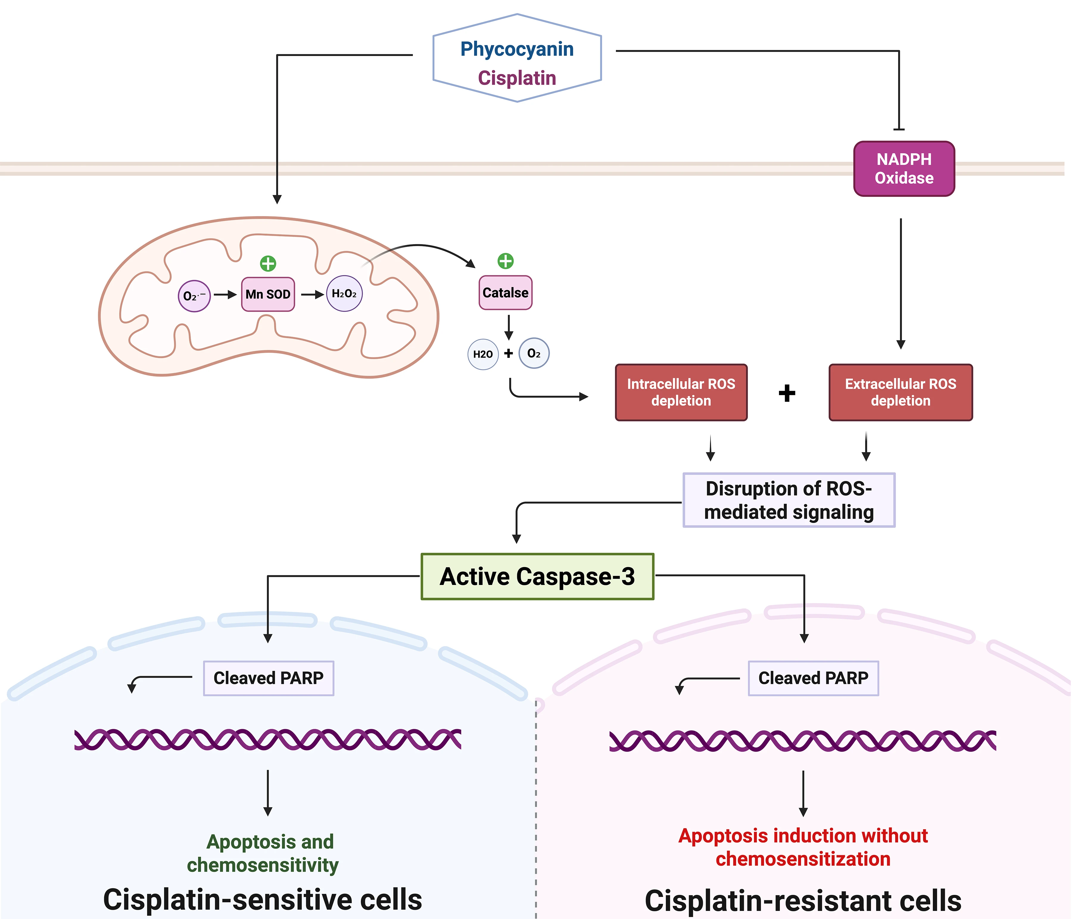 C-Phycocyanin–Cisplatin Combination Targeting Redox Balance for Enhanced Efficacy Against Glioblastoma Cells