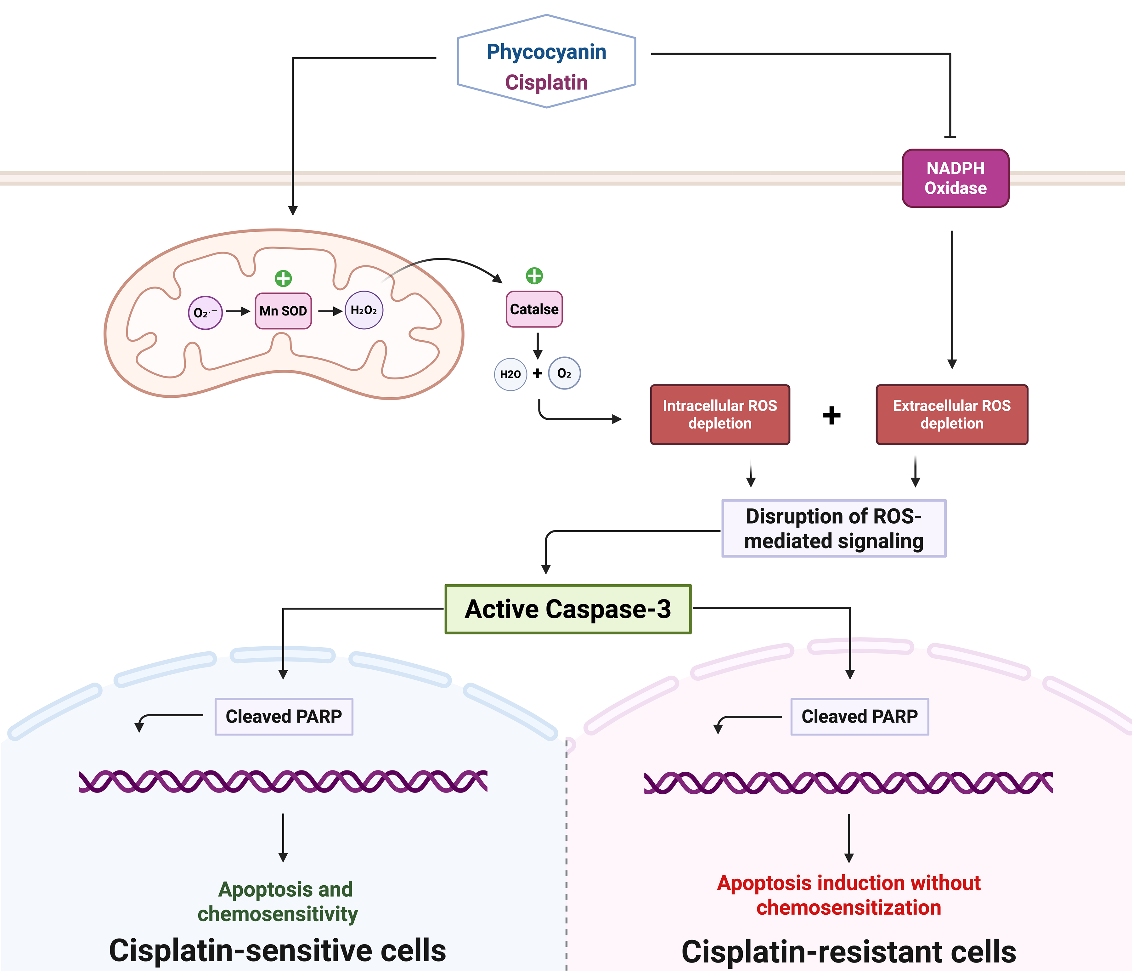 C-Phycocyanin–Cisplatin Combination Targeting Redox Balance for Enhanced Efficacy Against Glioblastoma Cells