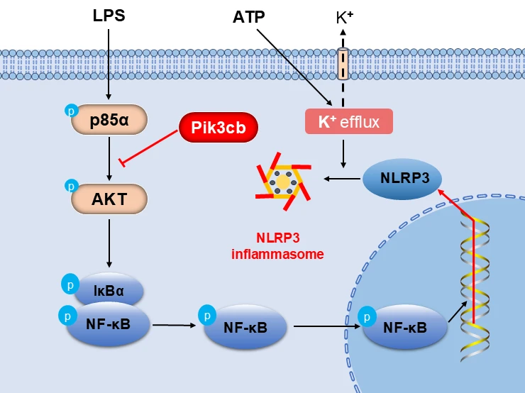 Pik3cb Antagonizes LPS/ATP-Induced Inflammatory Activation in Cardiomyocytes by Inhibiting the PI3K/AKT/NF-<b>κ</b>B/NLRP3 Signaling Axis