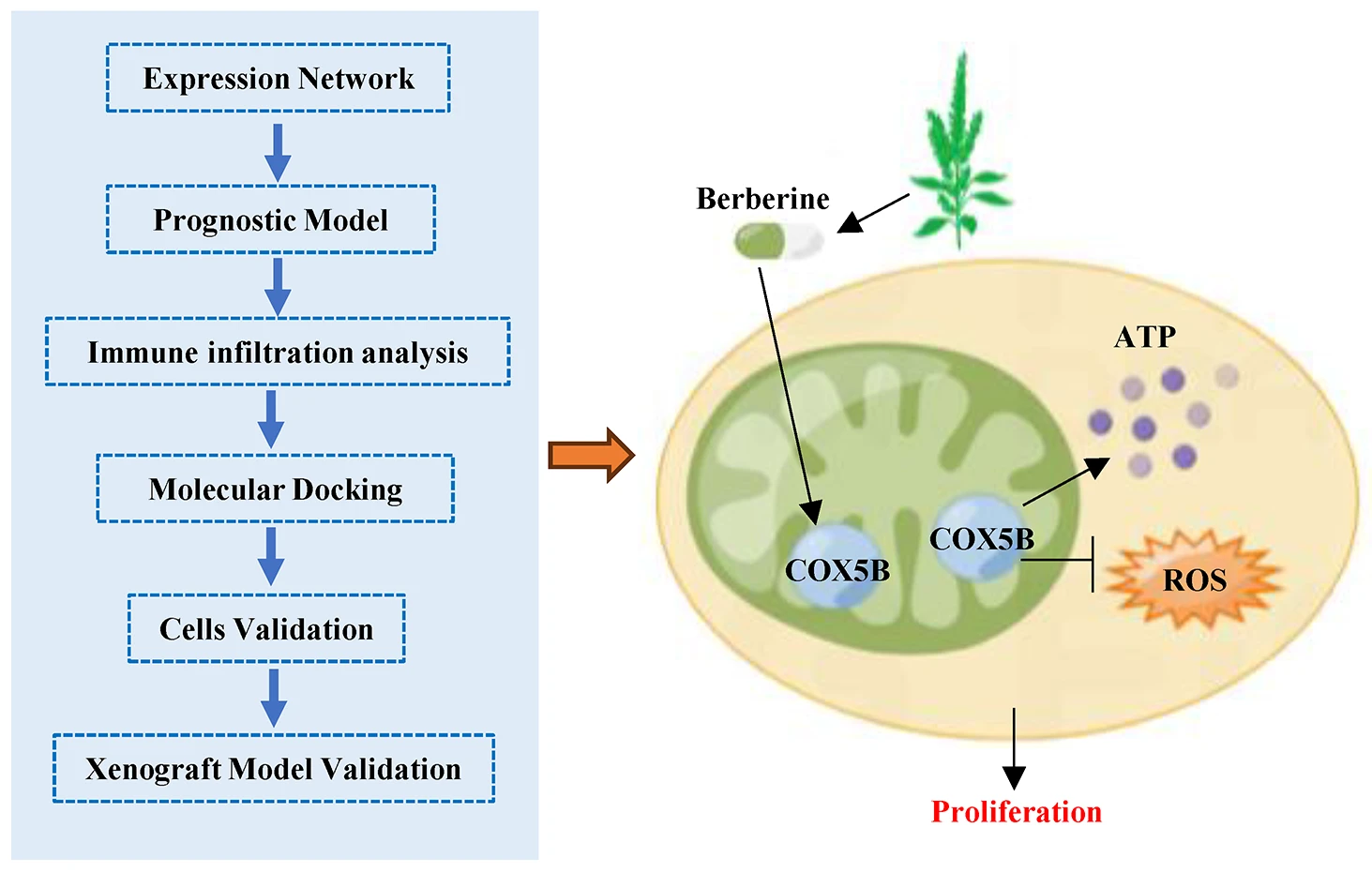 Integrative Multi-Omics Analysis and Experiments Validation Identify COX5B as a Novel Therapeutic Target for Lung Adenocarcinoma