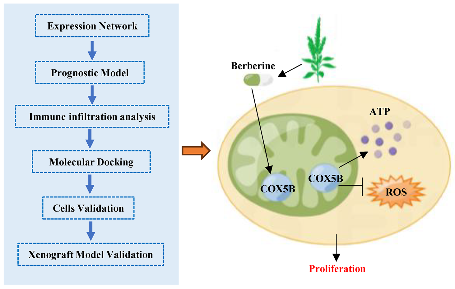 Integrative Multi-Omics Analysis and Experiments Validation Identify COX5B as a Novel Therapeutic Target for Lung Adenocarcinoma