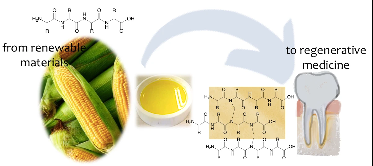 Zein Membrane Barrier for Bone Guided Regeneration