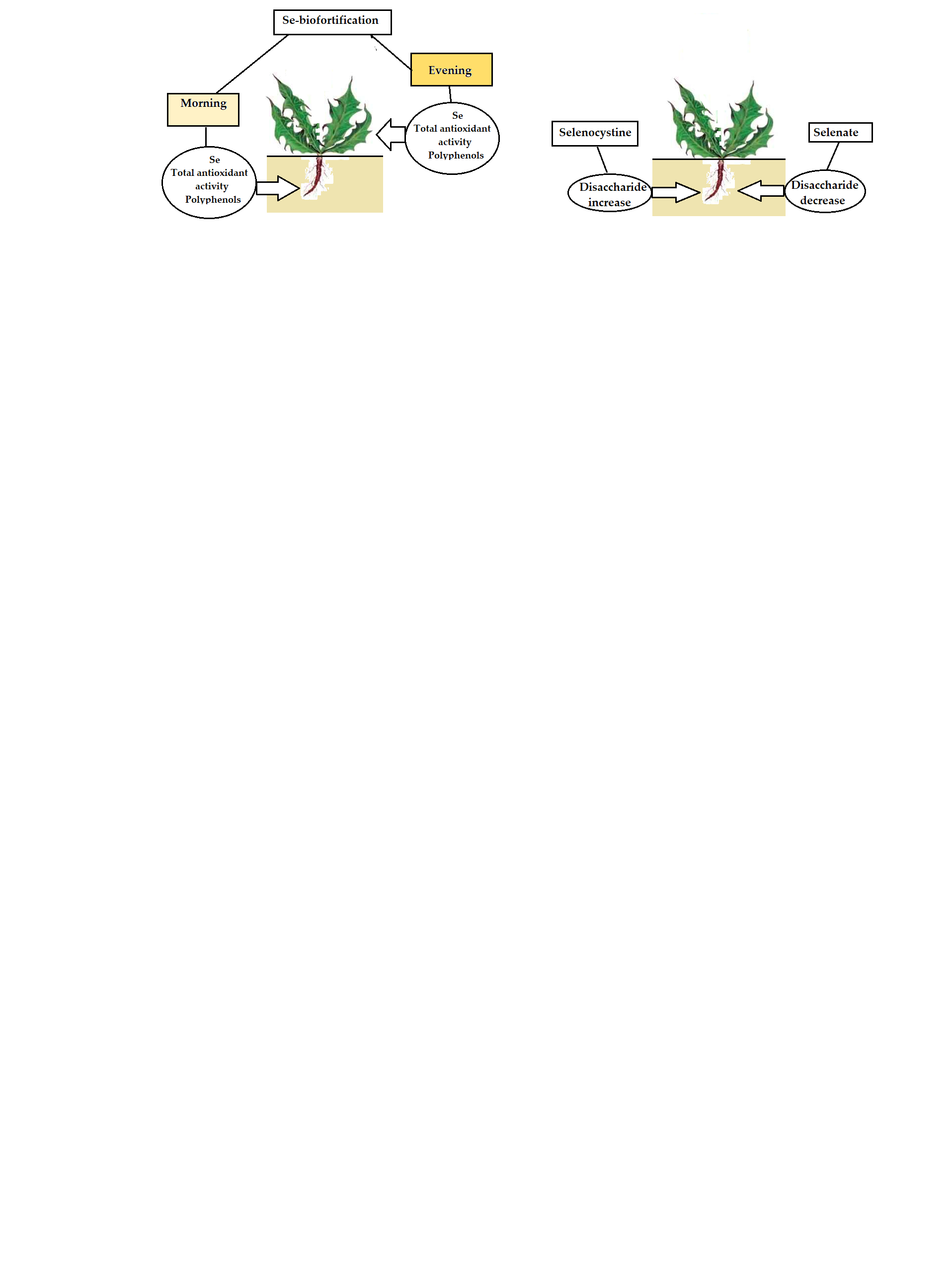Effect of Supplementation Time and Selenium Chemical Form on the Efficiency of Dandelion Biofortification