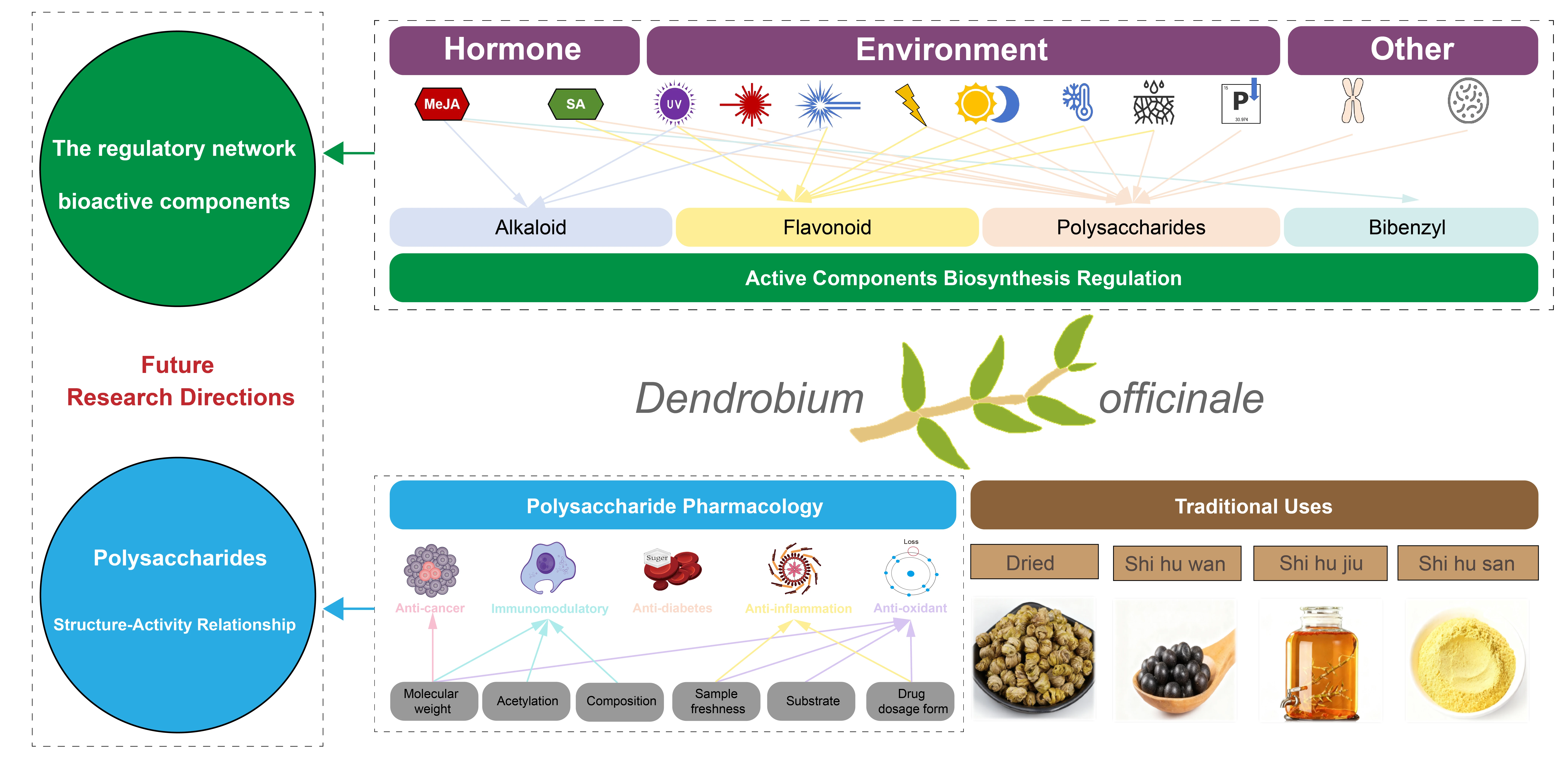 Traditional Uses, Polysaccharide Pharmacology, and Active Components Biosynthesis Regulation of <i>Dendrobium officinale</i>: A Review