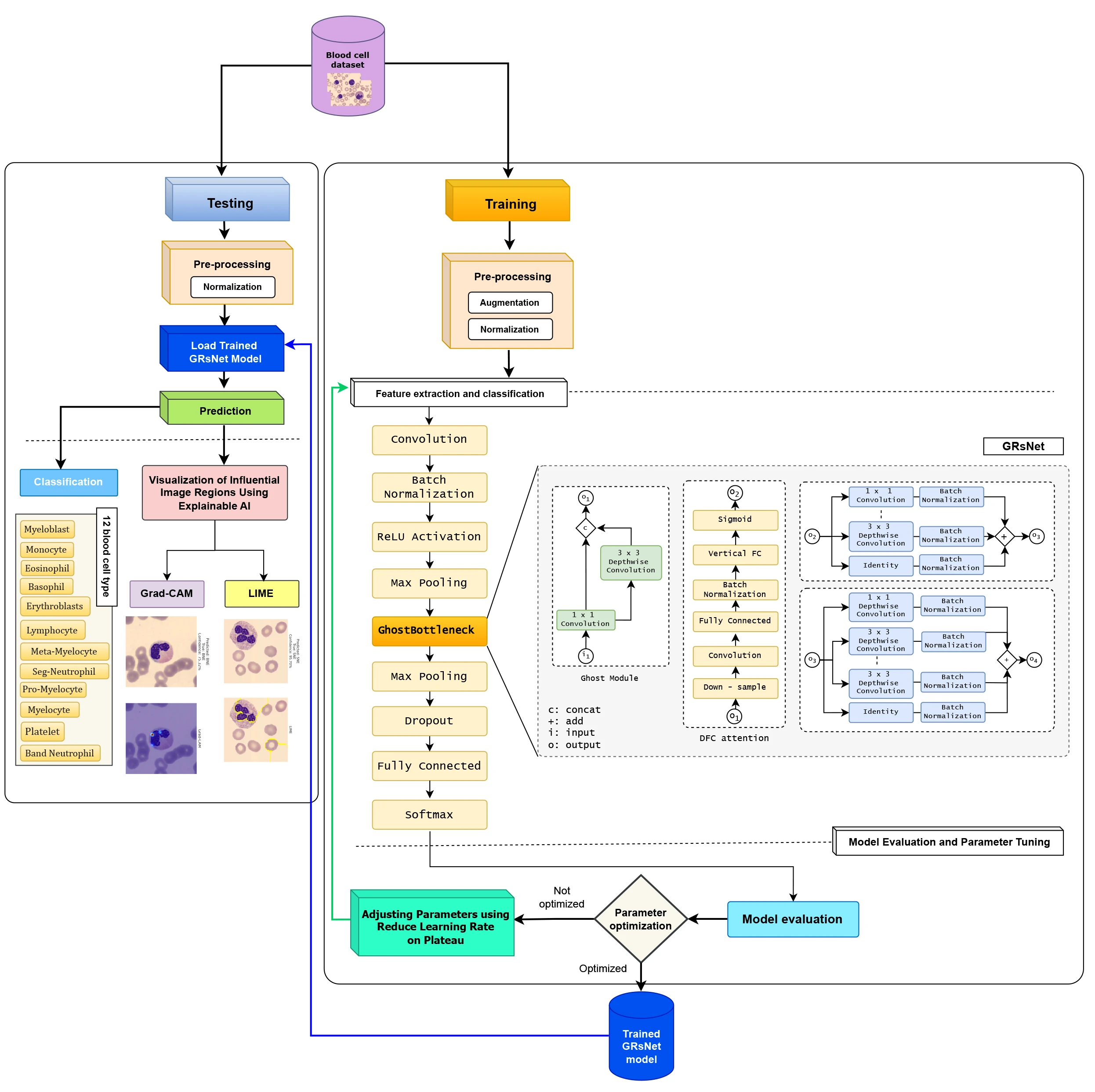 A Lightweight Explainable Deep Learning for Blood Cell Classification