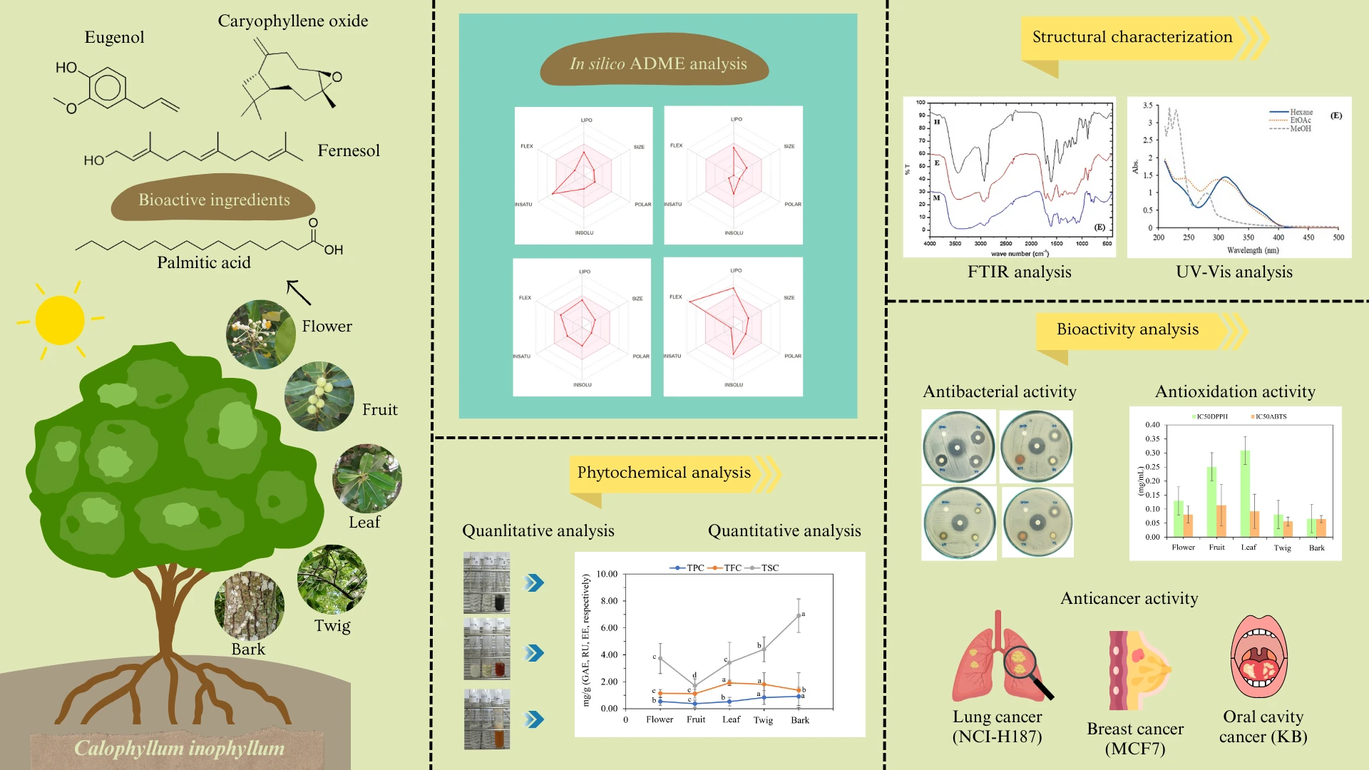 Bioactive Potential of <i>Calophyllum inophyllum</i>: Phytochemical Profiles, Biological Activities, and <i>In Silico</i> Pharmacokinetic Predictions