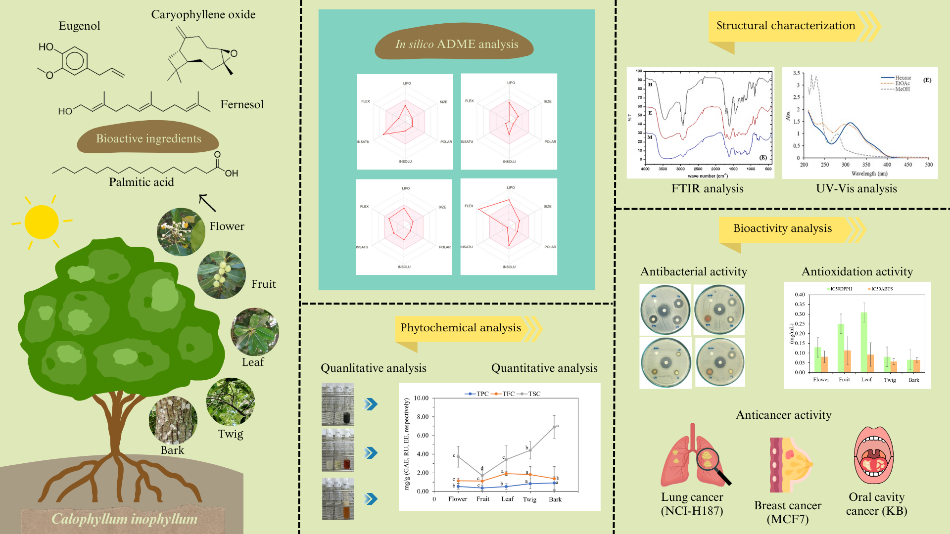Bioactive Potential of <i>Calophyllum inophyllum</i>: Phytochemical Profiles, Biological Activities, and <i>In Silico</i> Pharmacokinetic Predictions