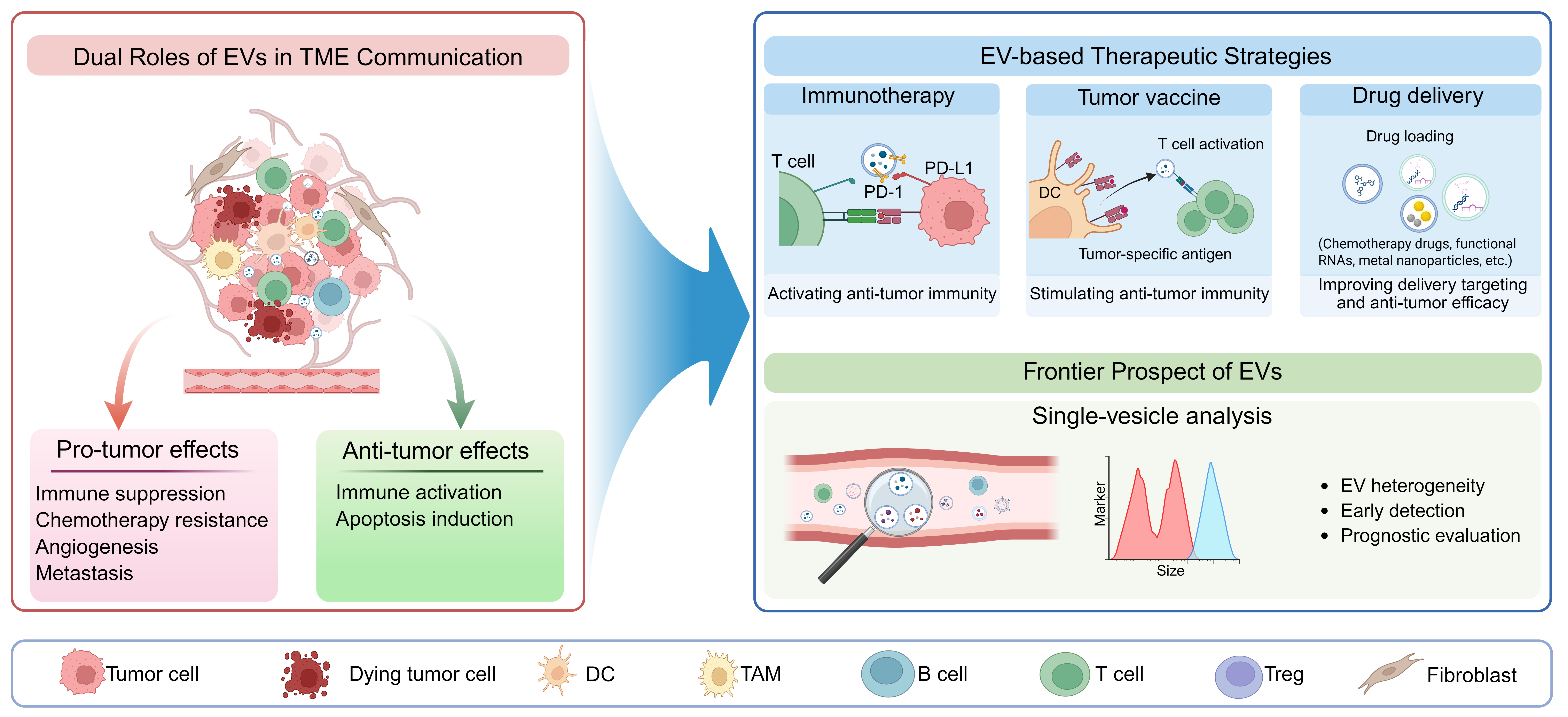 Crosstalk between Extracellular Vesicles and the Tumor Microenvironment: Mechanistic Insights and Therapeutic Opportunities