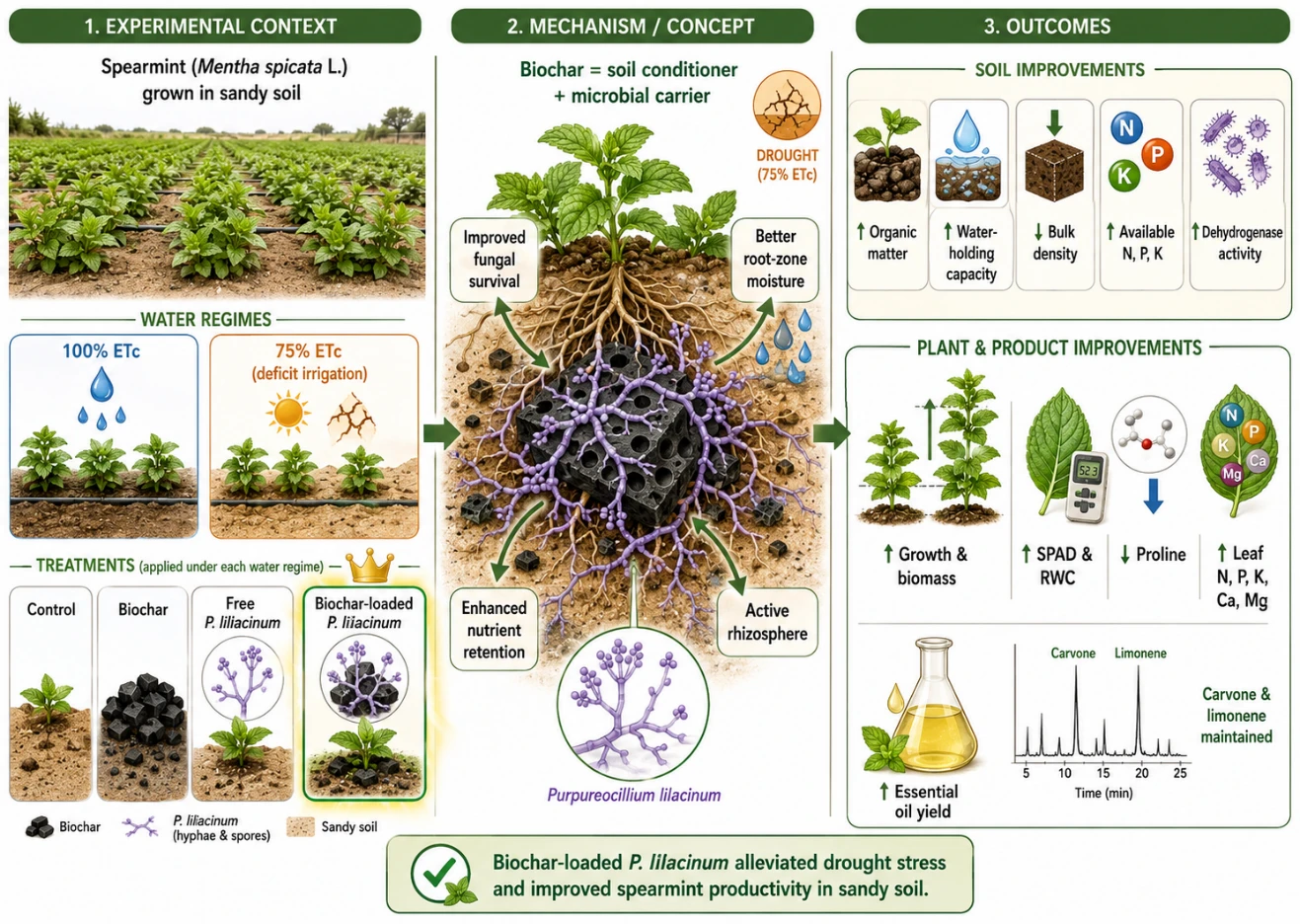 Biochar-Loaded <i>Purpureocillium lilacinum</i> Formulation Enhances Soil Water Retention, Drought Tolerance, and Essential Oil Productivity of Spearmint (<i>Mentha spicata</i> L.)