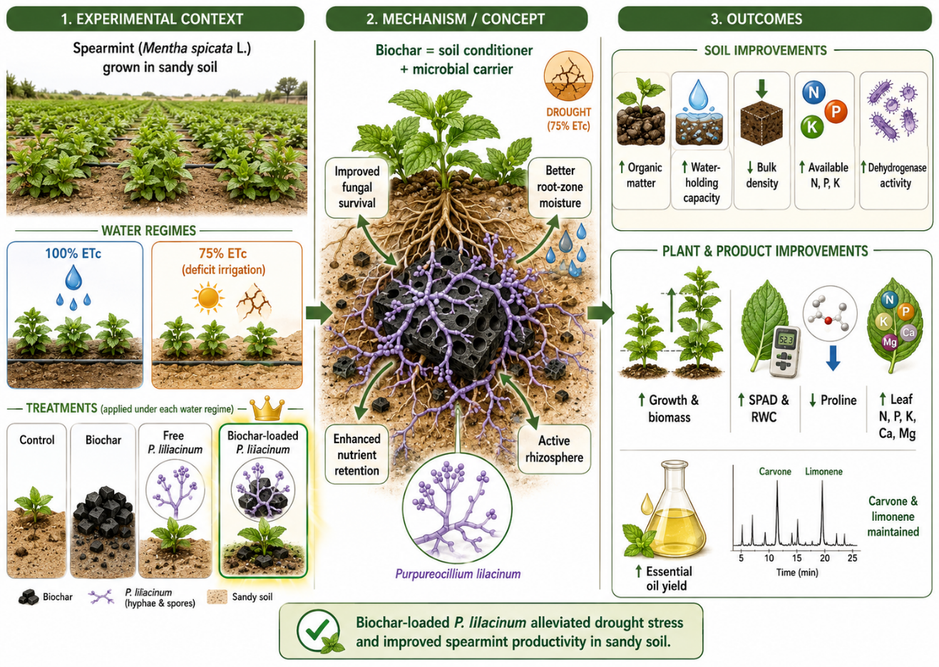 Biochar-Loaded <i>Purpureocillium lilacinum</i> Formulation Enhances Soil Water Retention, Drought Tolerance, and Essential Oil Productivity of Spearmint (<i>Mentha spicata</i> L.)
