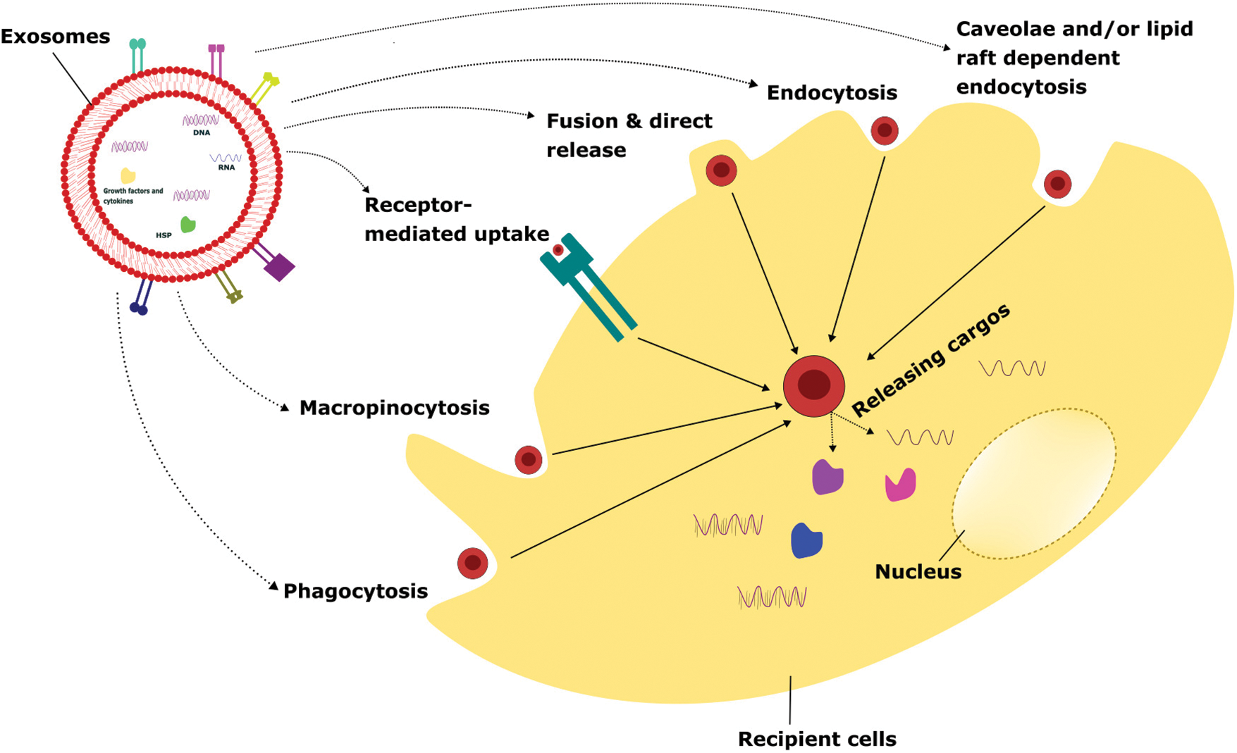 OR | Free Full-Text | Biological, Pathological, And Multifaceted ...