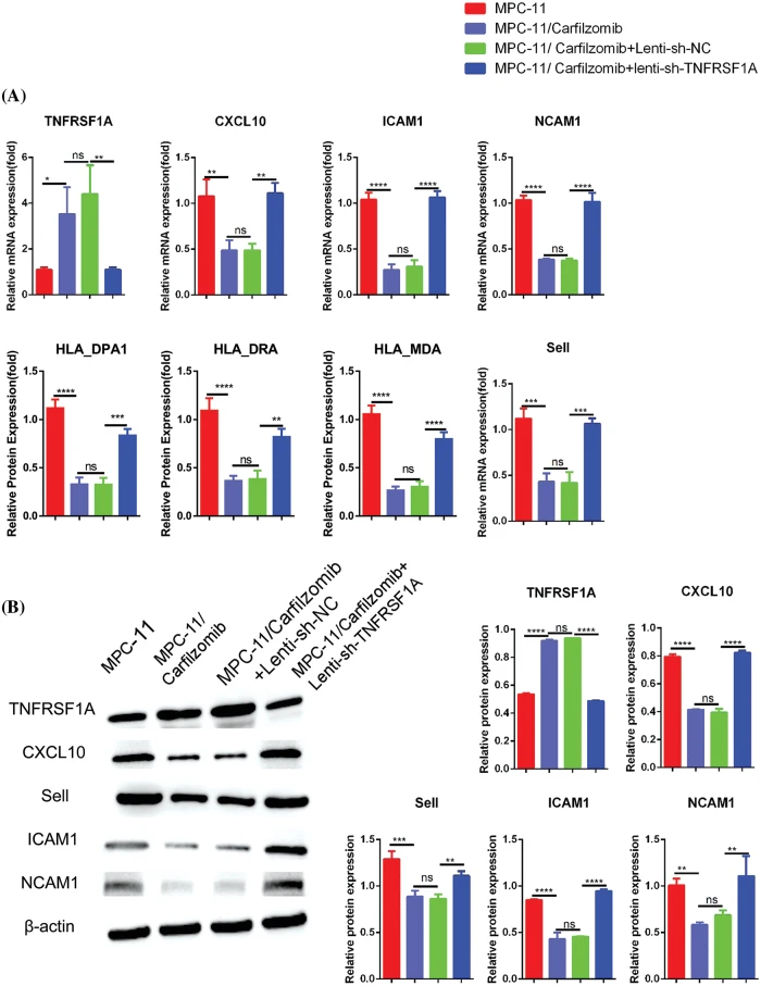 RARγ activation sensitizes human myeloma cells to carfilzomib