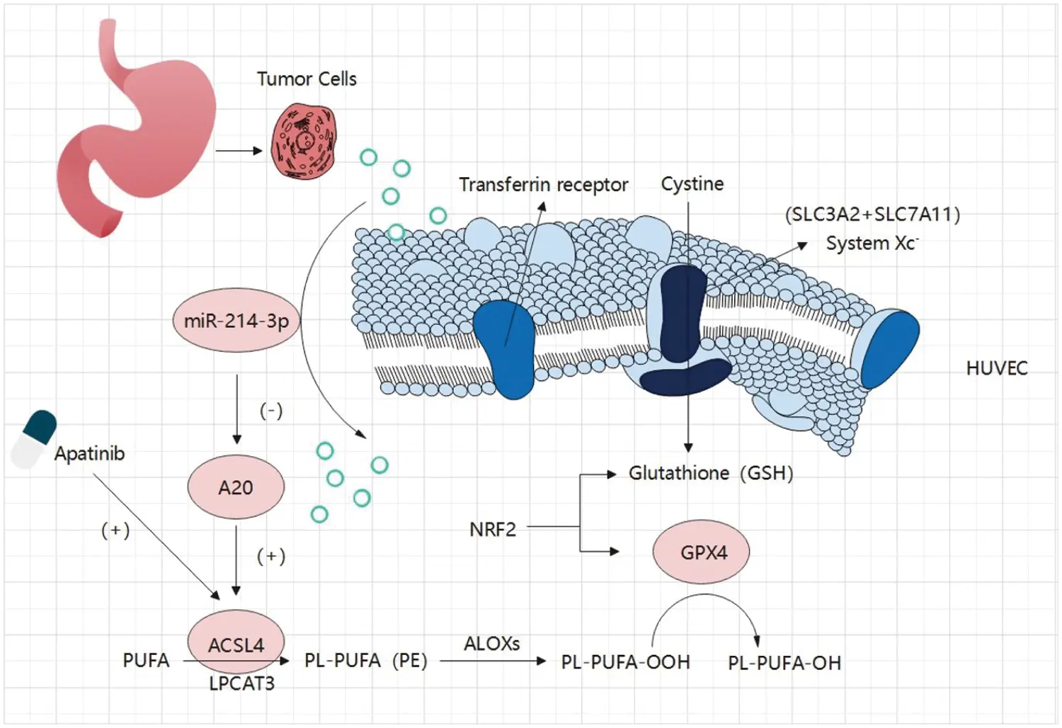 OR | Free Full-Text | Gastric cancer secreted miR-214-3p inhibits the ...