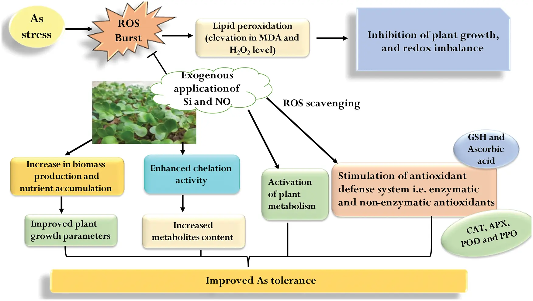PHYTON Free FullText Silicon and Nitric OxideMediated Regulation
