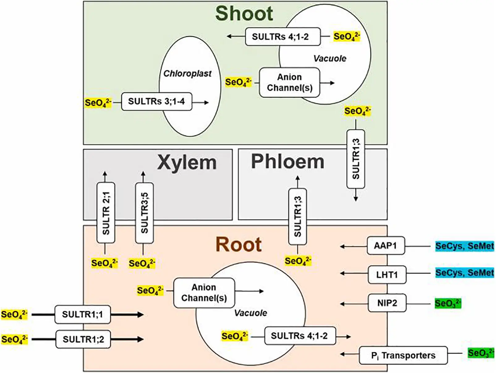 PHYTON Free FullText A Review on Selenium Function under Oxidative