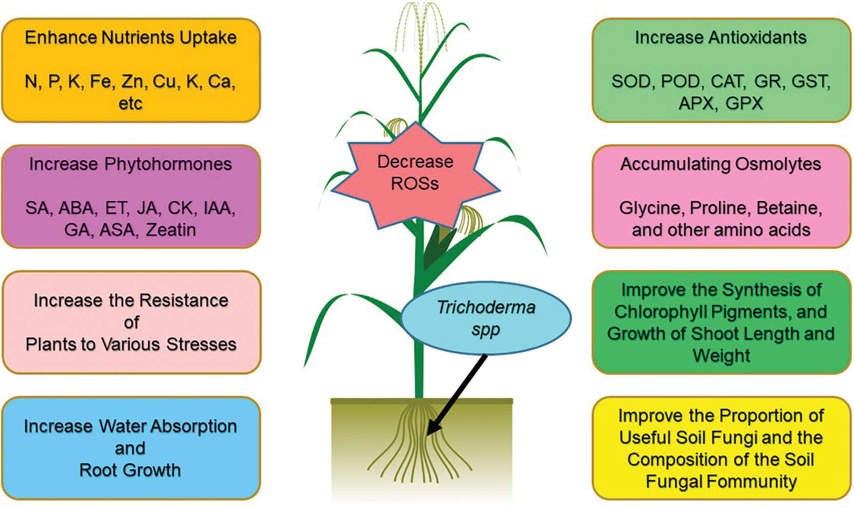 PHYTON | Free Full-Text | The Mechanisms of Trichoderma Species to ...