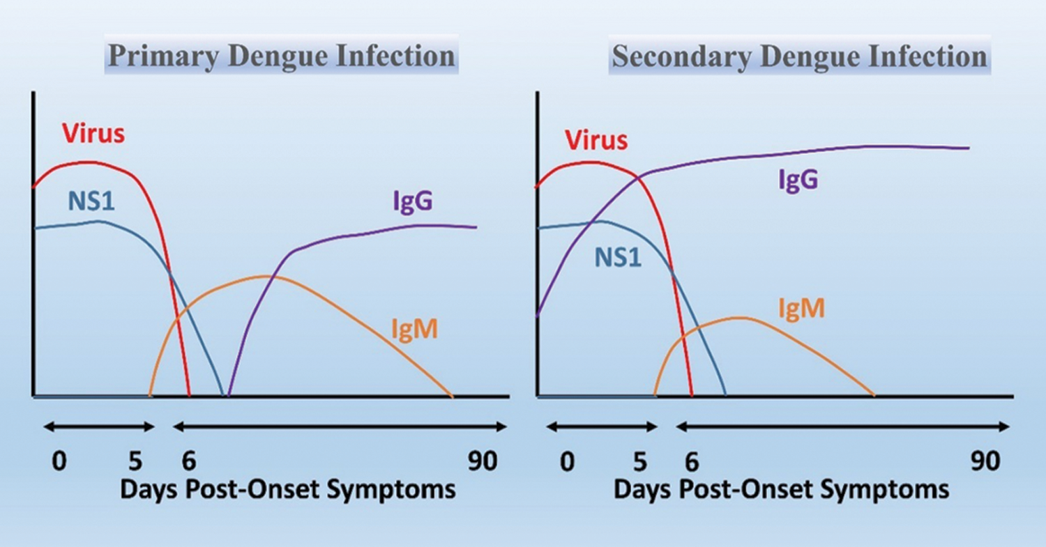 Dengue virus infection A review of advances in the emerging rapid