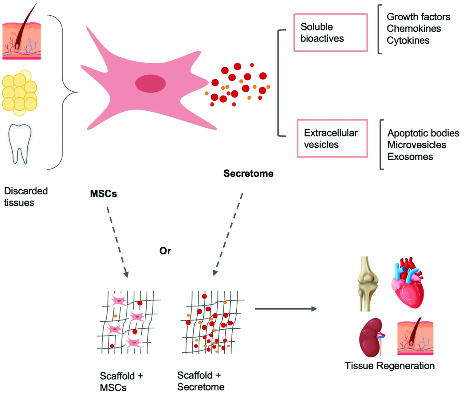 The versatility of mesenchymal stem cells: From regenerative medicine ...