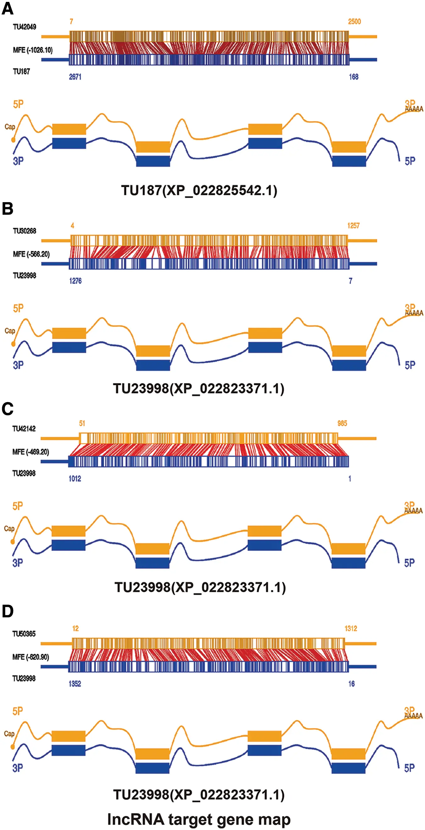 Identification of differential mRNA and lncRNA expression in AcMNPV ...