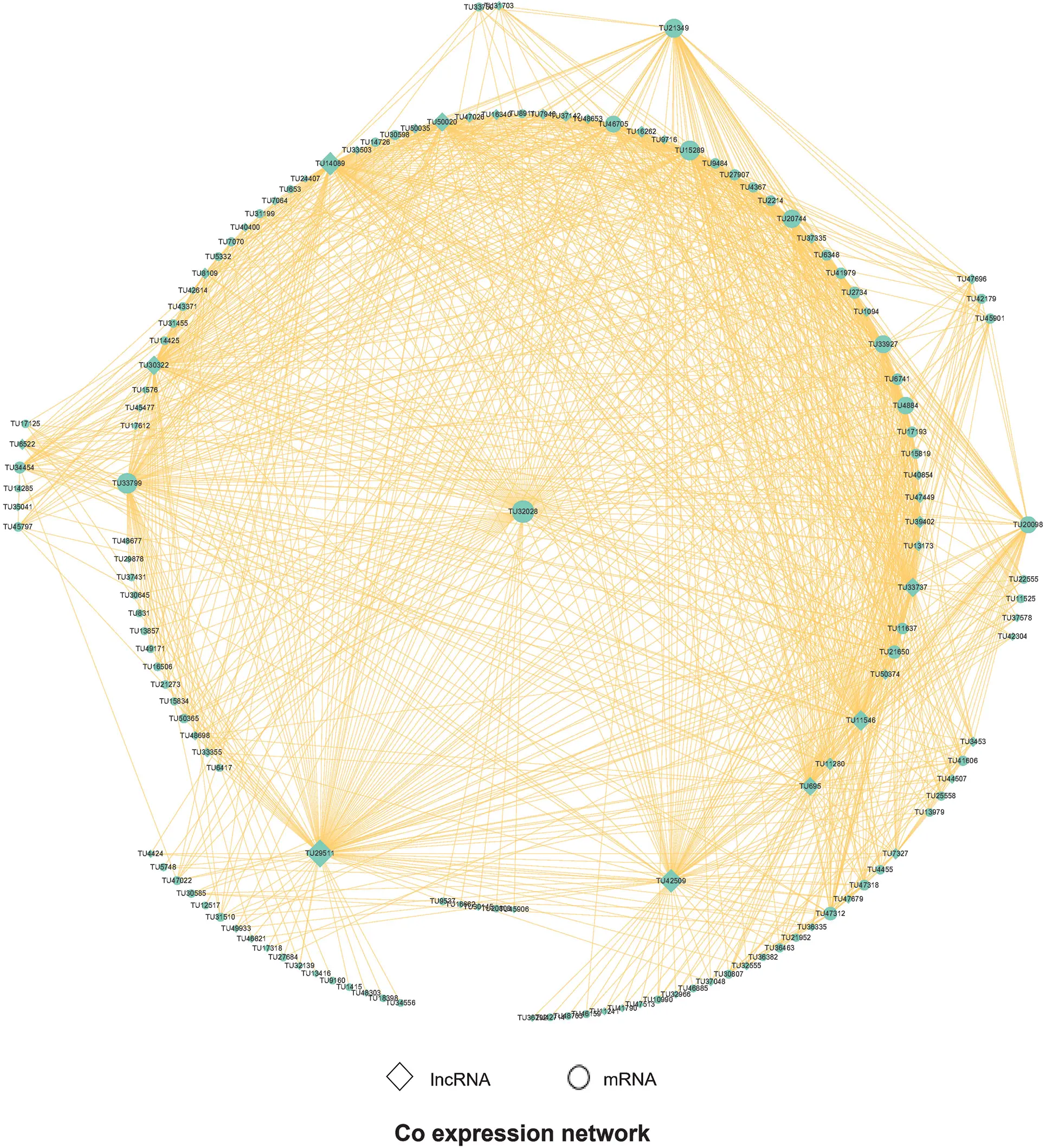 Identification of differential mRNA and lncRNA expression in AcMNPV ...