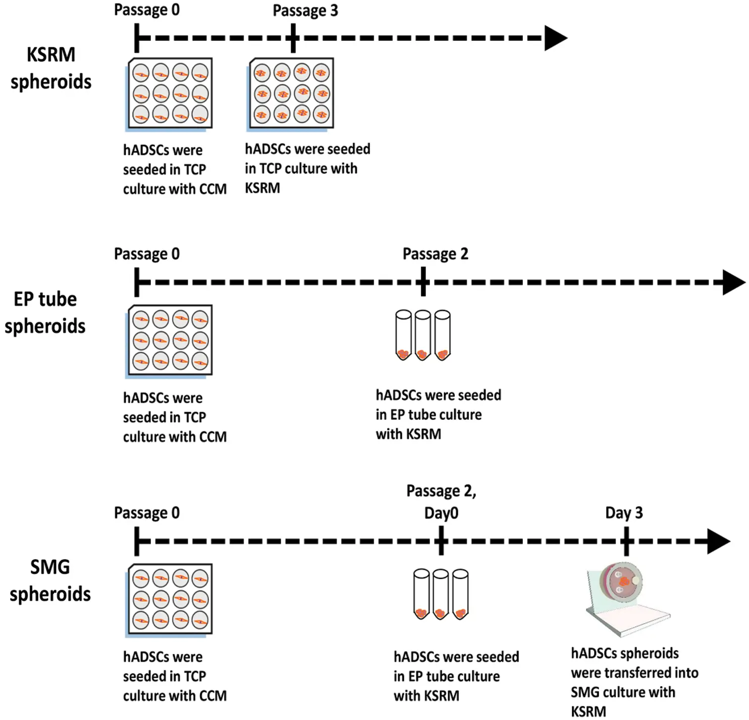 Characterization of threedimensional multipotent adiposederived stem