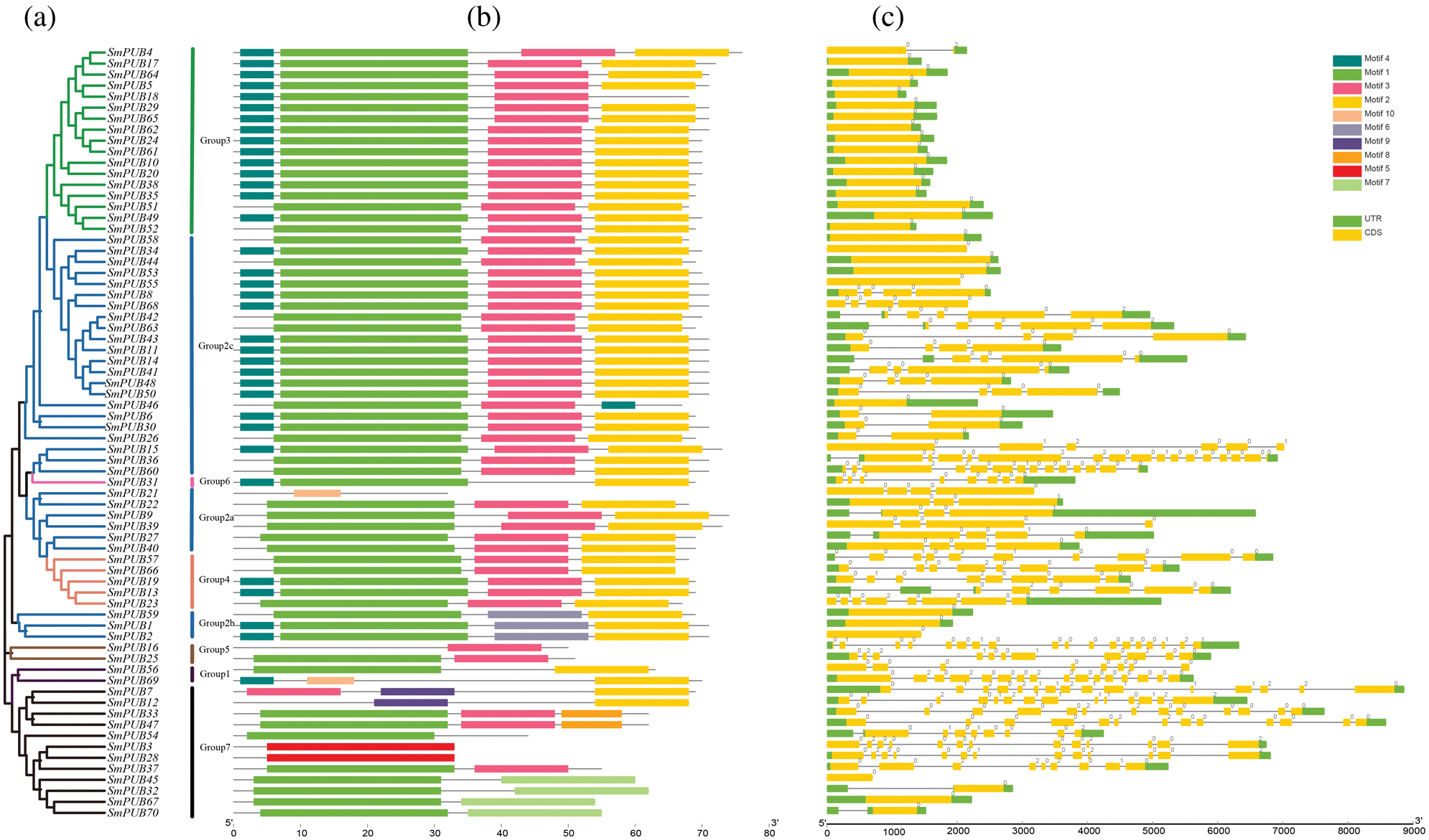 Genome-wide identification of U-box gene family and expression analysis ...