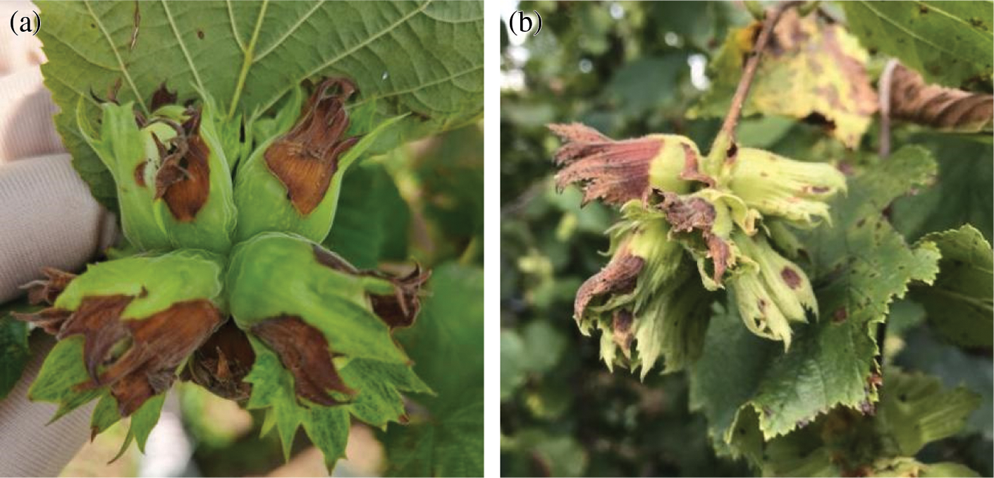 Identification of a new Hazelnut disease in Liaoning Province Hazelnut