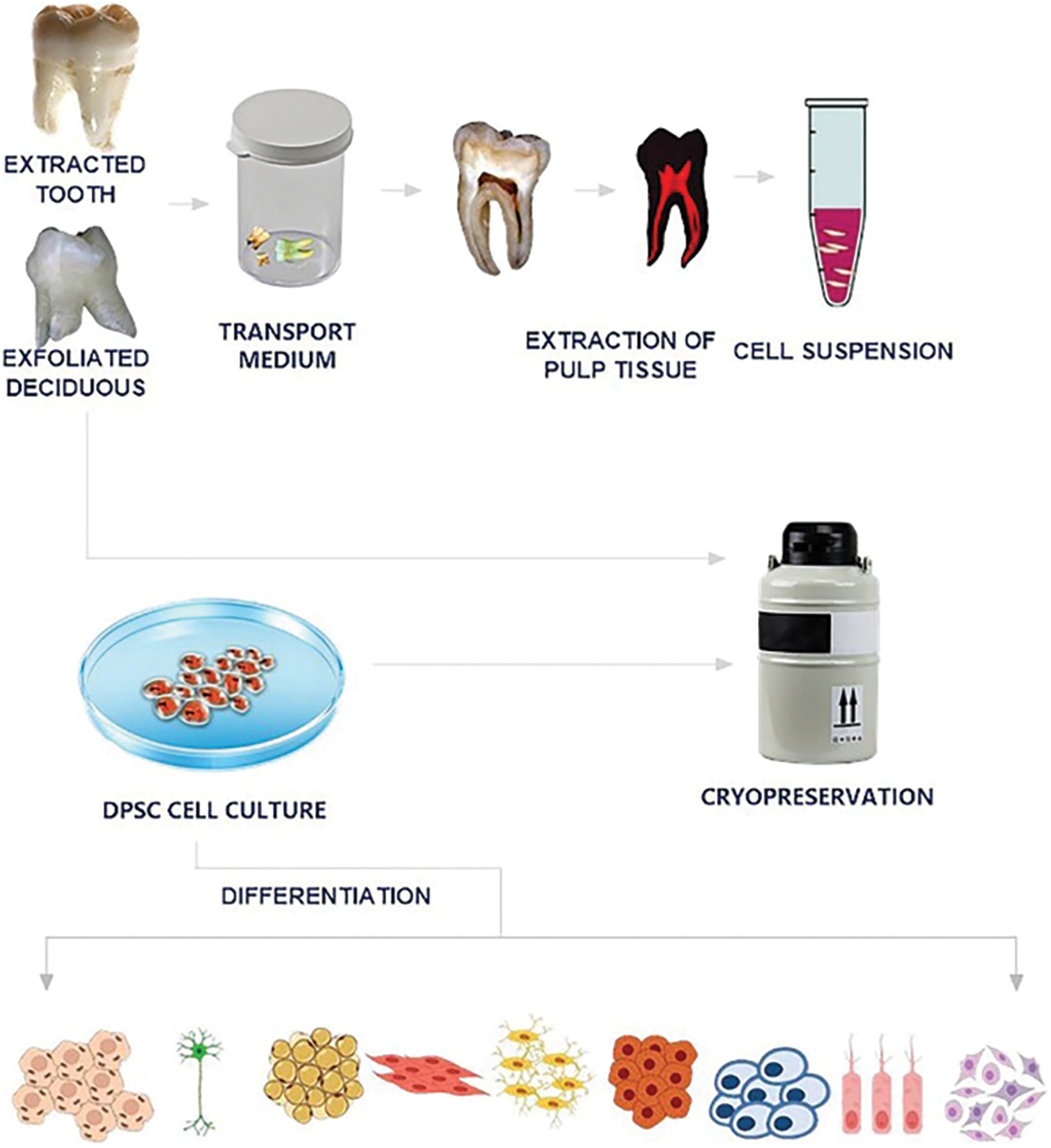 BIOCELL Free FullText Dental pulp stem cells and banking of teeth